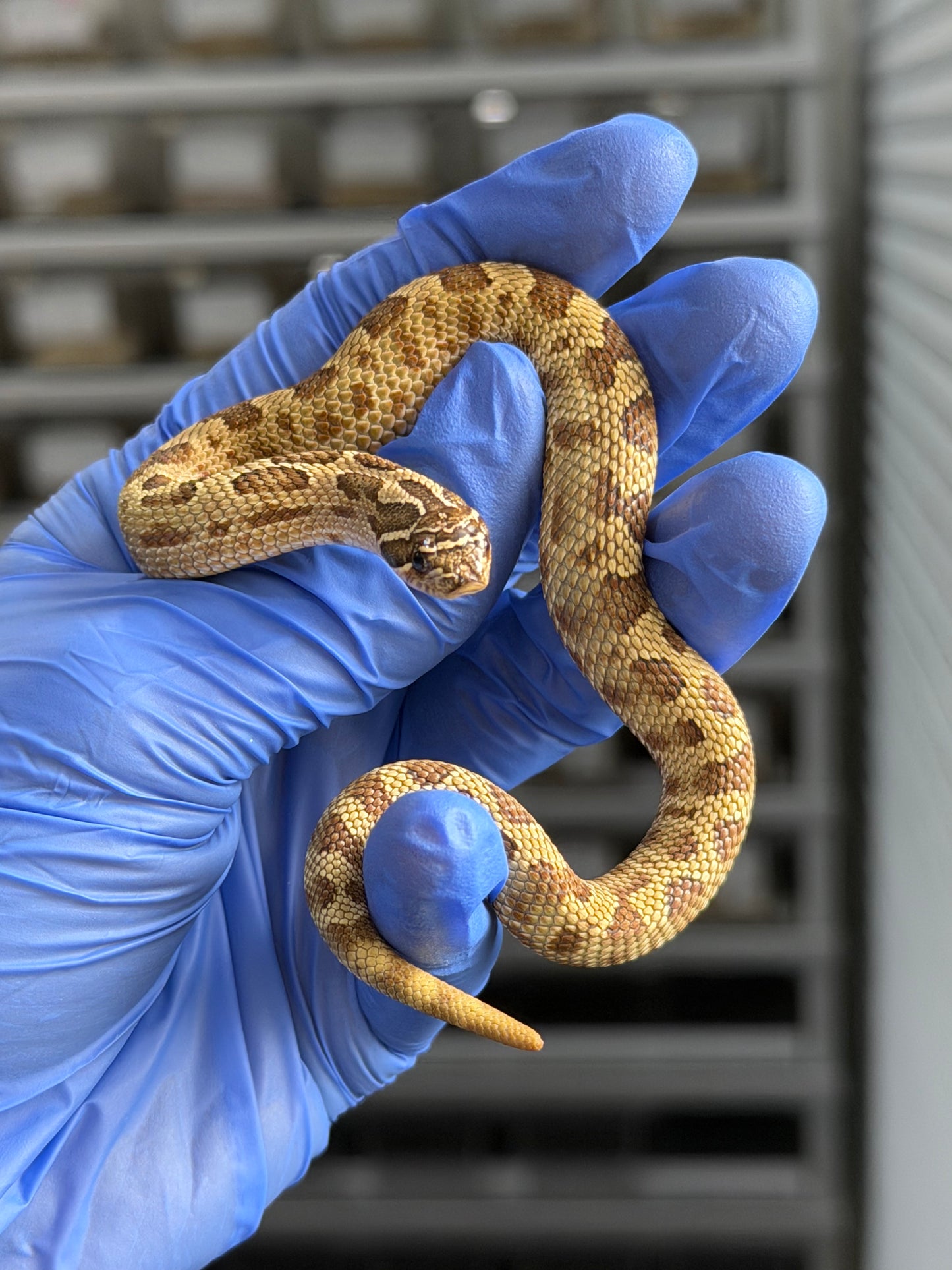 2025 康達Het白化, 檸檬鬼沃瑪血系 ♀ (H25436)