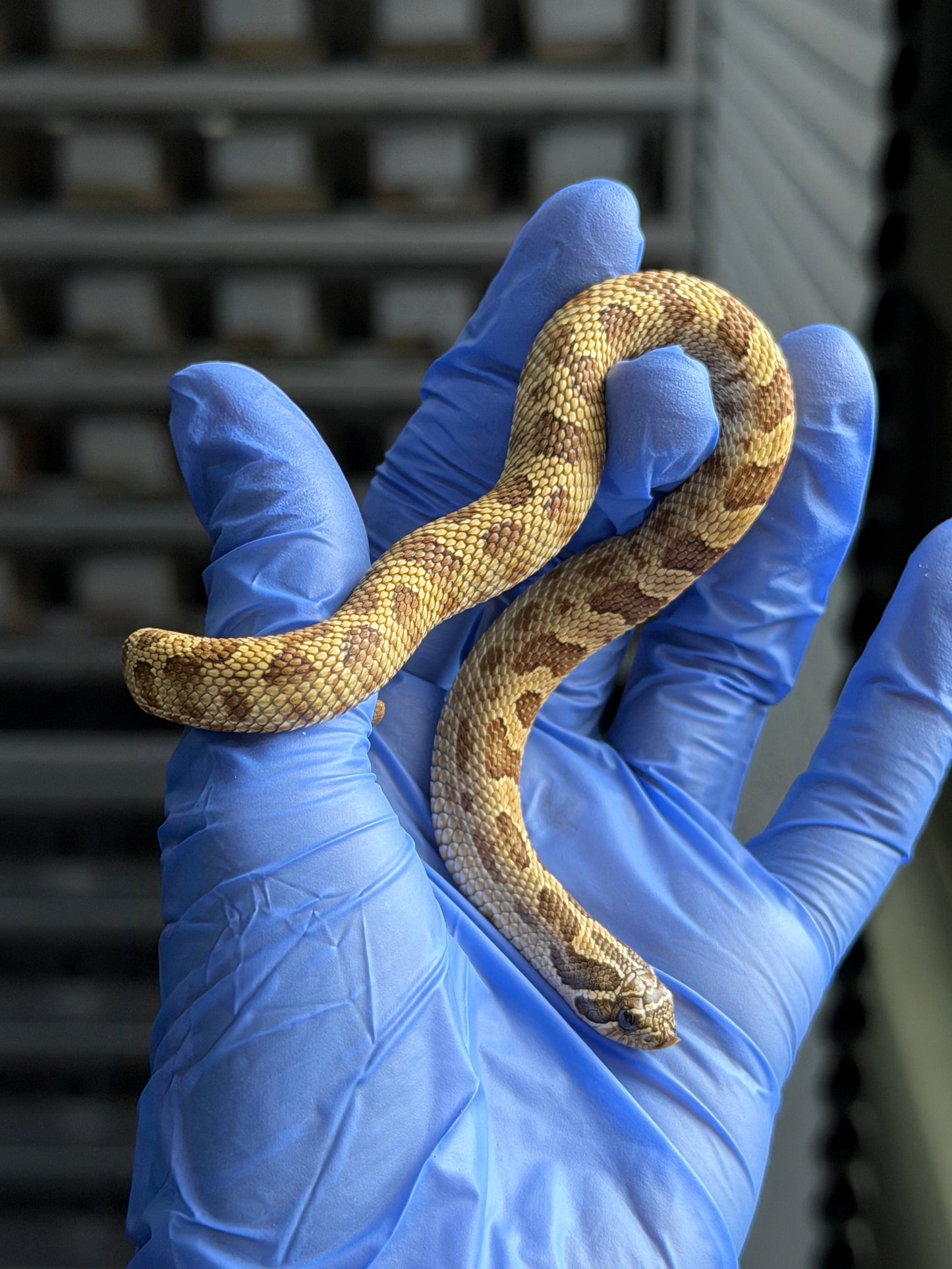 2025 康達Het白化, 檸檬鬼沃瑪血系 ♀ (H25436)