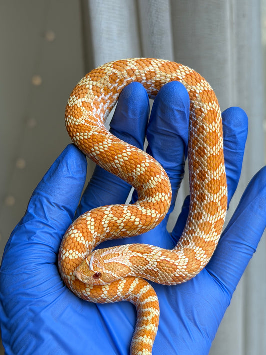 Lemon Ghost Bloodline Albino