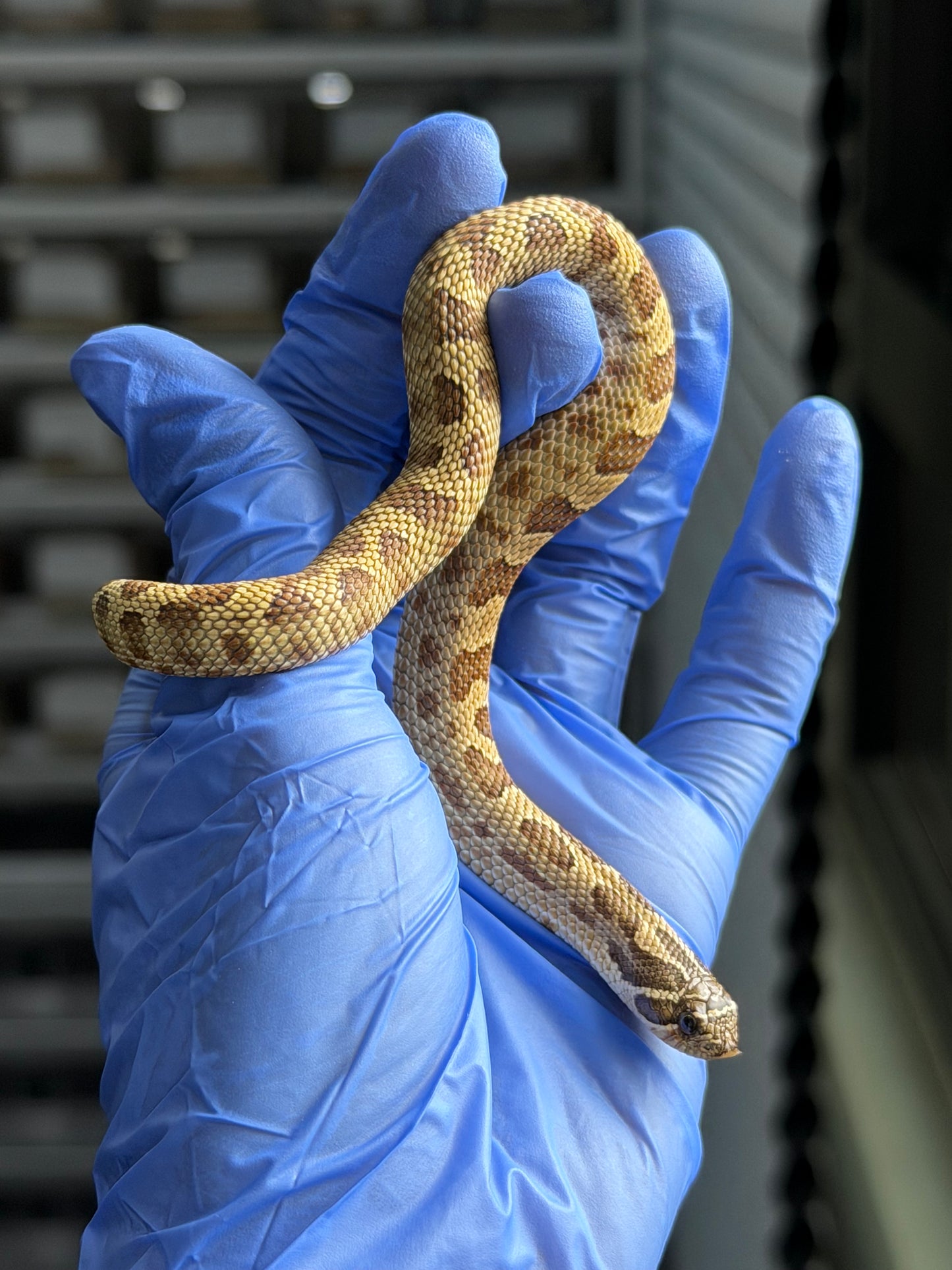 2025 康達Het白化, 檸檬鬼沃瑪血系 ♀ (H25436)