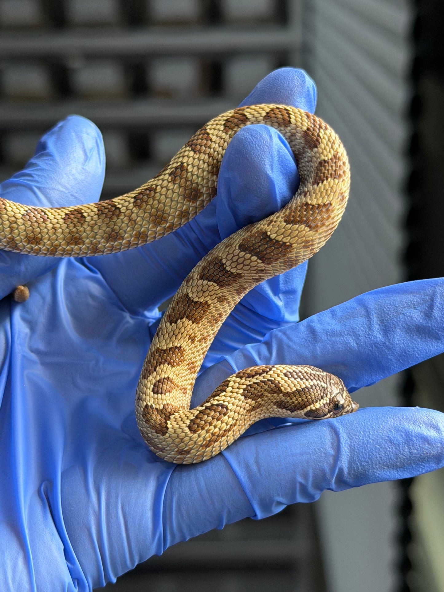 2025 康達Het白化, 檸檬鬼沃瑪血系 ♀ (H25436)