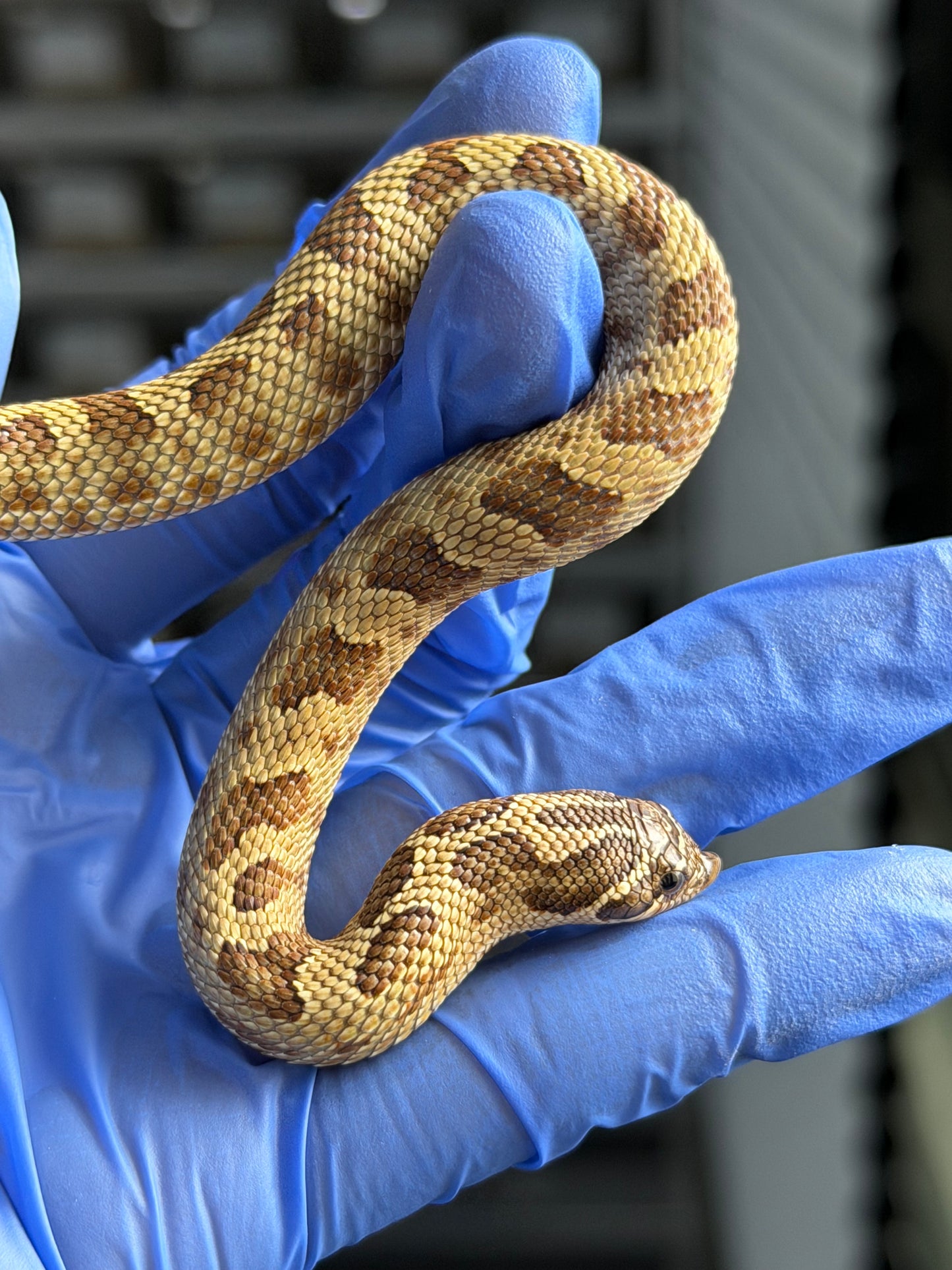 2025 康達Het白化, 檸檬鬼沃瑪血系 ♀ (H25436)