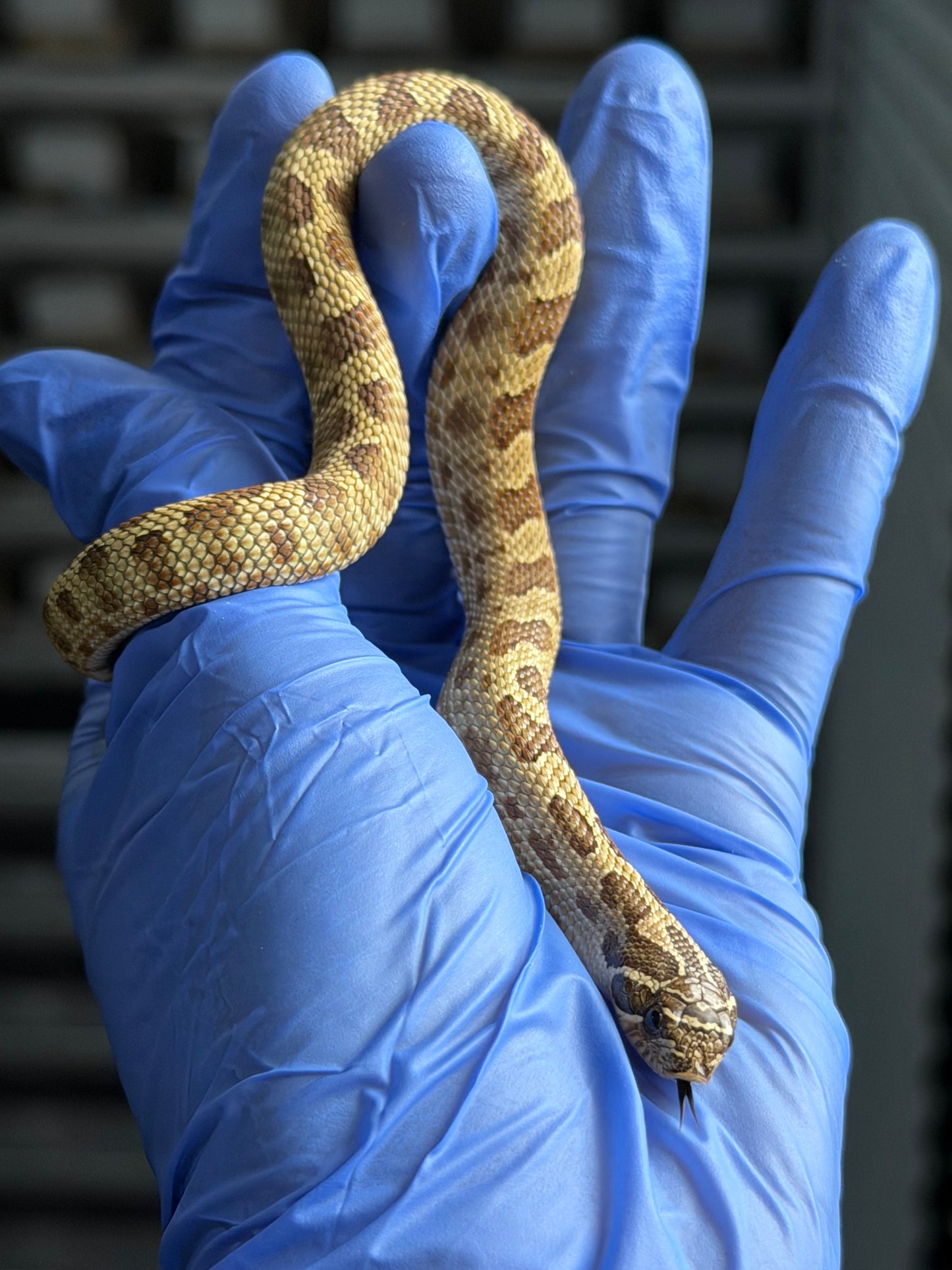 2025 康達Het白化, 檸檬鬼沃瑪血系 ♀ (H25436)