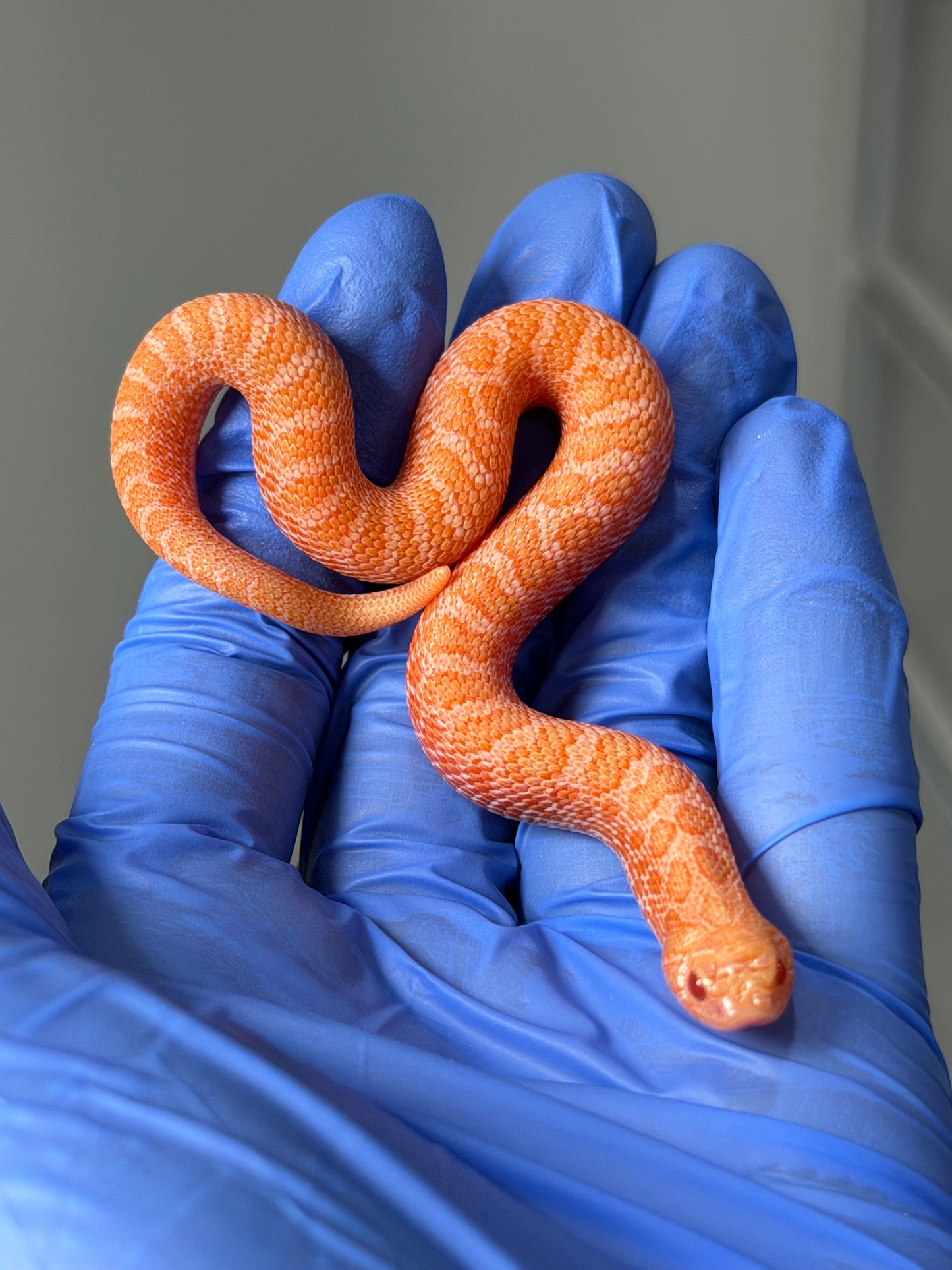 2025 太陽爆炸Het雪爆 ♂ (H25454)