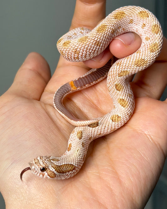 北極太妃康達Het紫貂