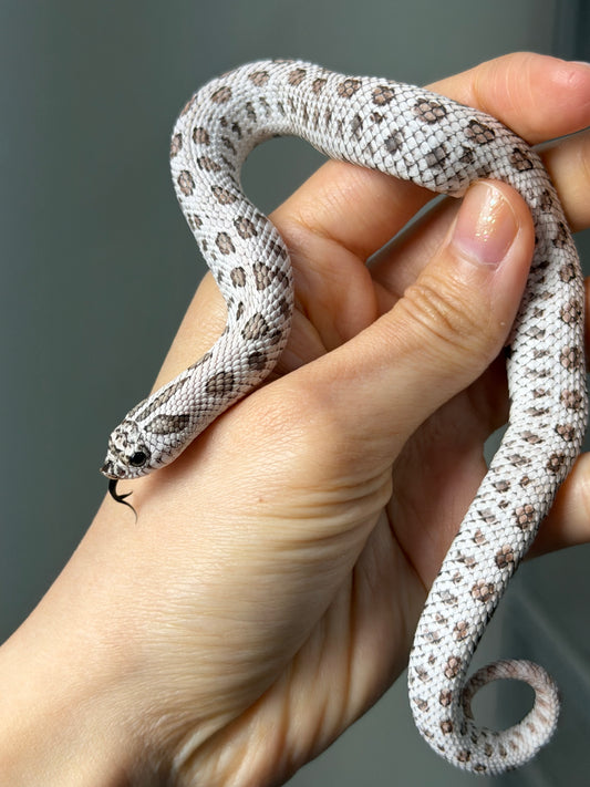 超級北極50%ph薰衣草