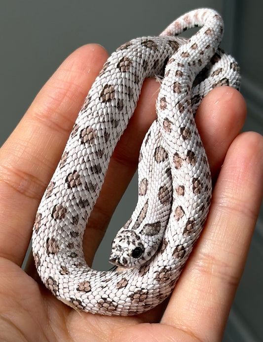 超級北極50%ph薰衣草