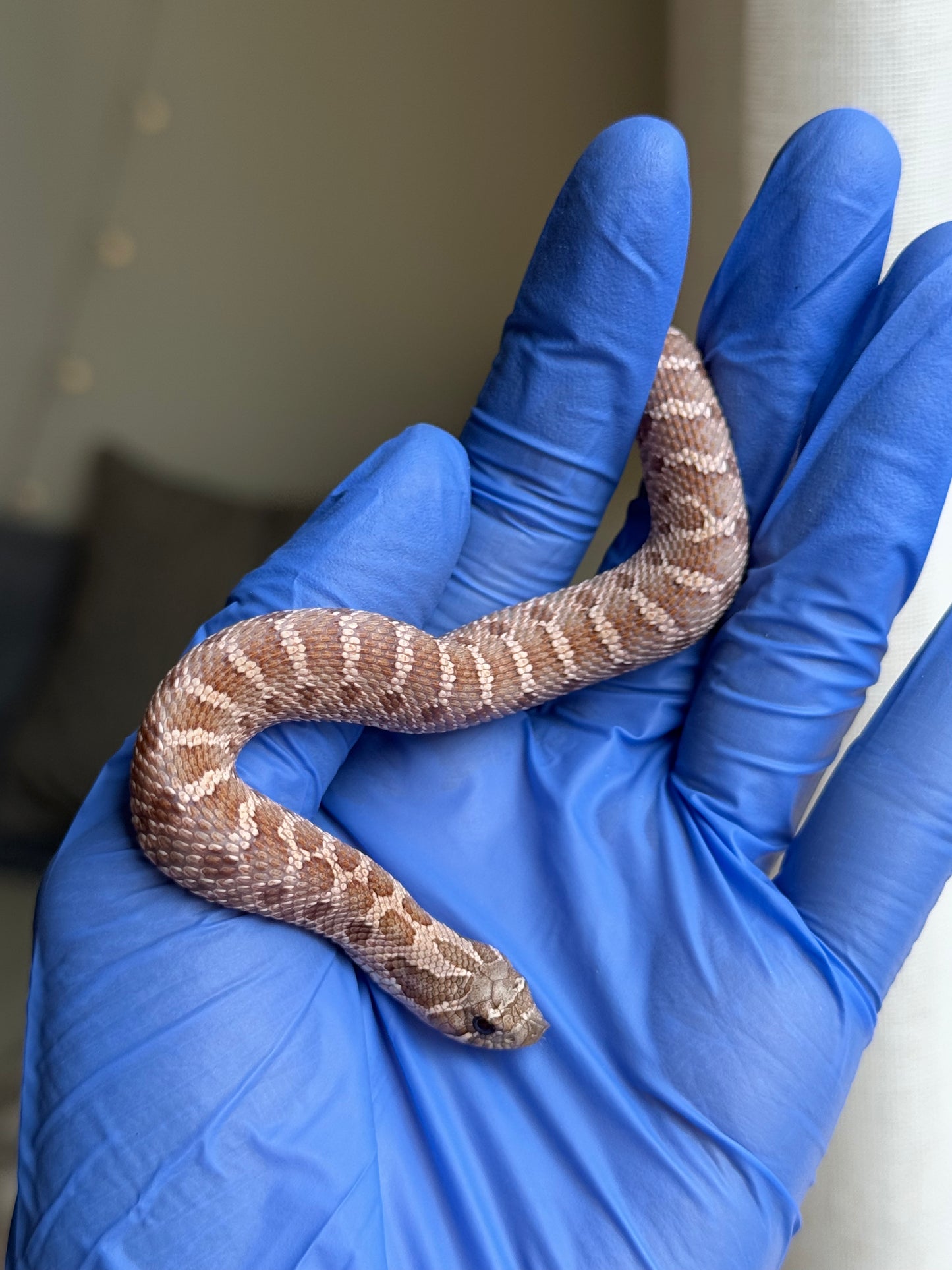 2025 紫紅沃瑪薰衣草 ♀ (H25253)