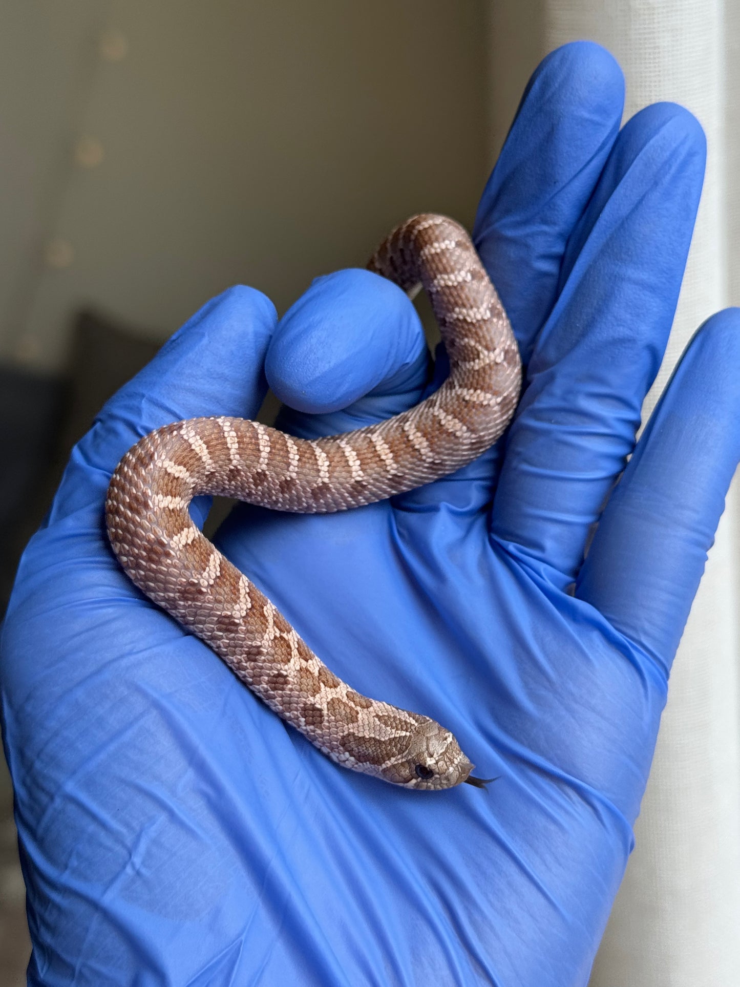 2025 紫紅沃瑪薰衣草 ♀ (H25253)