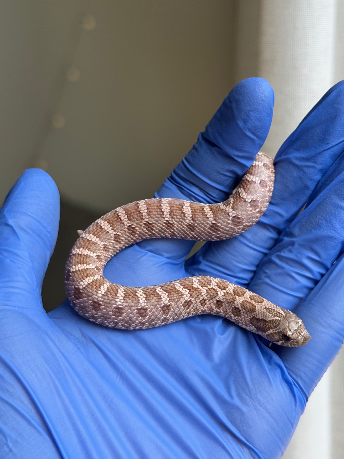 2025 紫紅沃瑪薰衣草 ♀ (H25253)