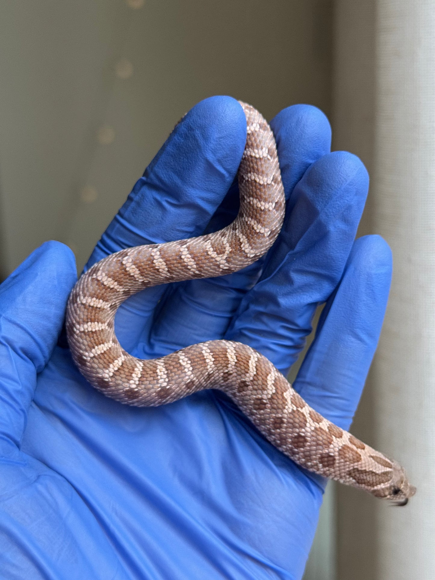 2025 紫紅沃瑪薰衣草 ♀ (H25253)