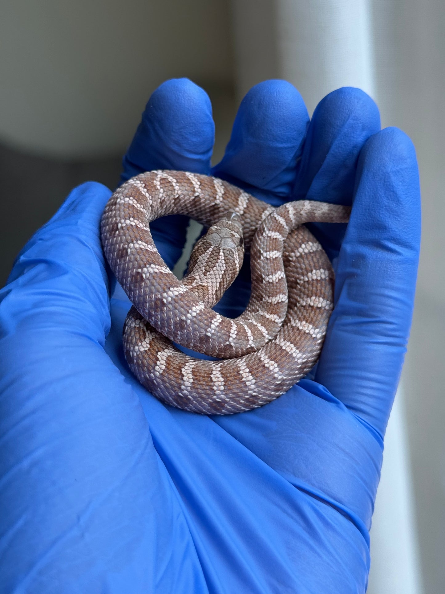 2025 紫紅沃瑪薰衣草 ♀ (H25253)