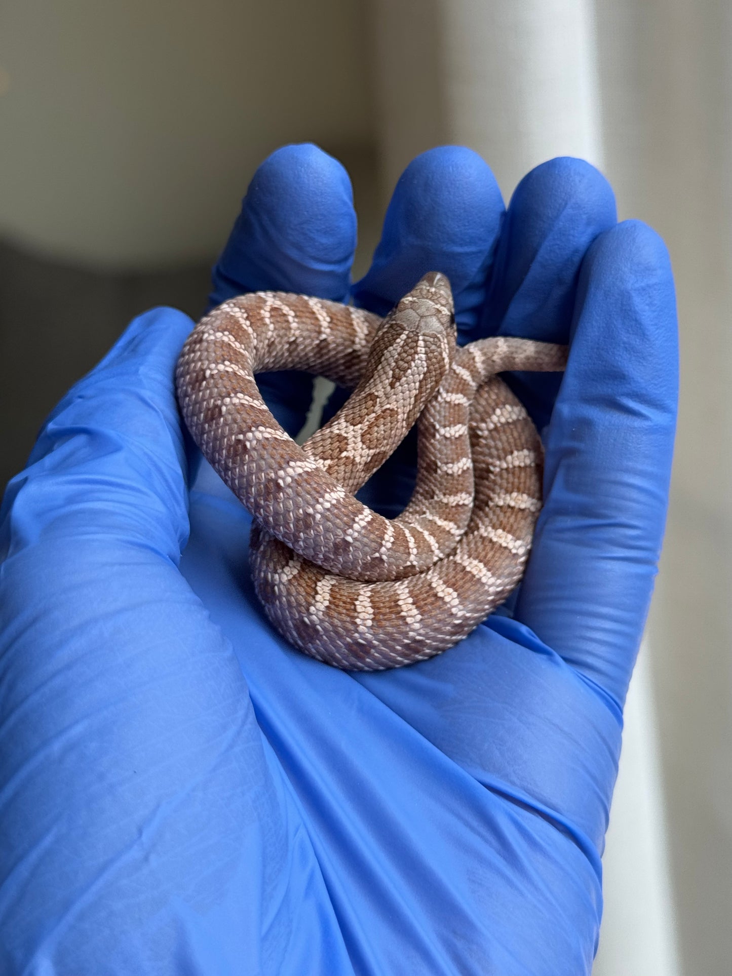 2025 紫紅沃瑪薰衣草 ♀ (H25253)