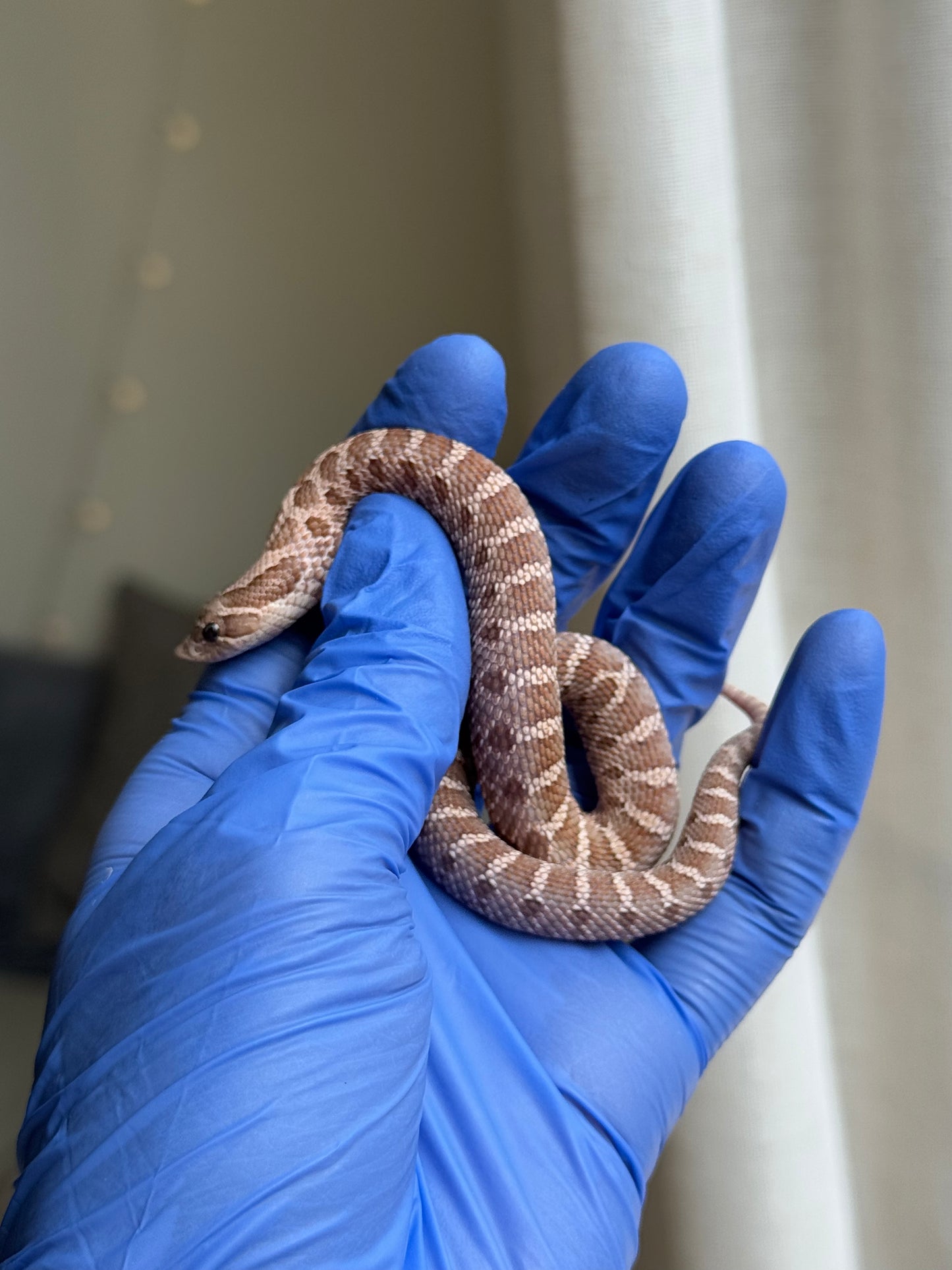 2025 紫紅沃瑪薰衣草 ♀ (H25253)