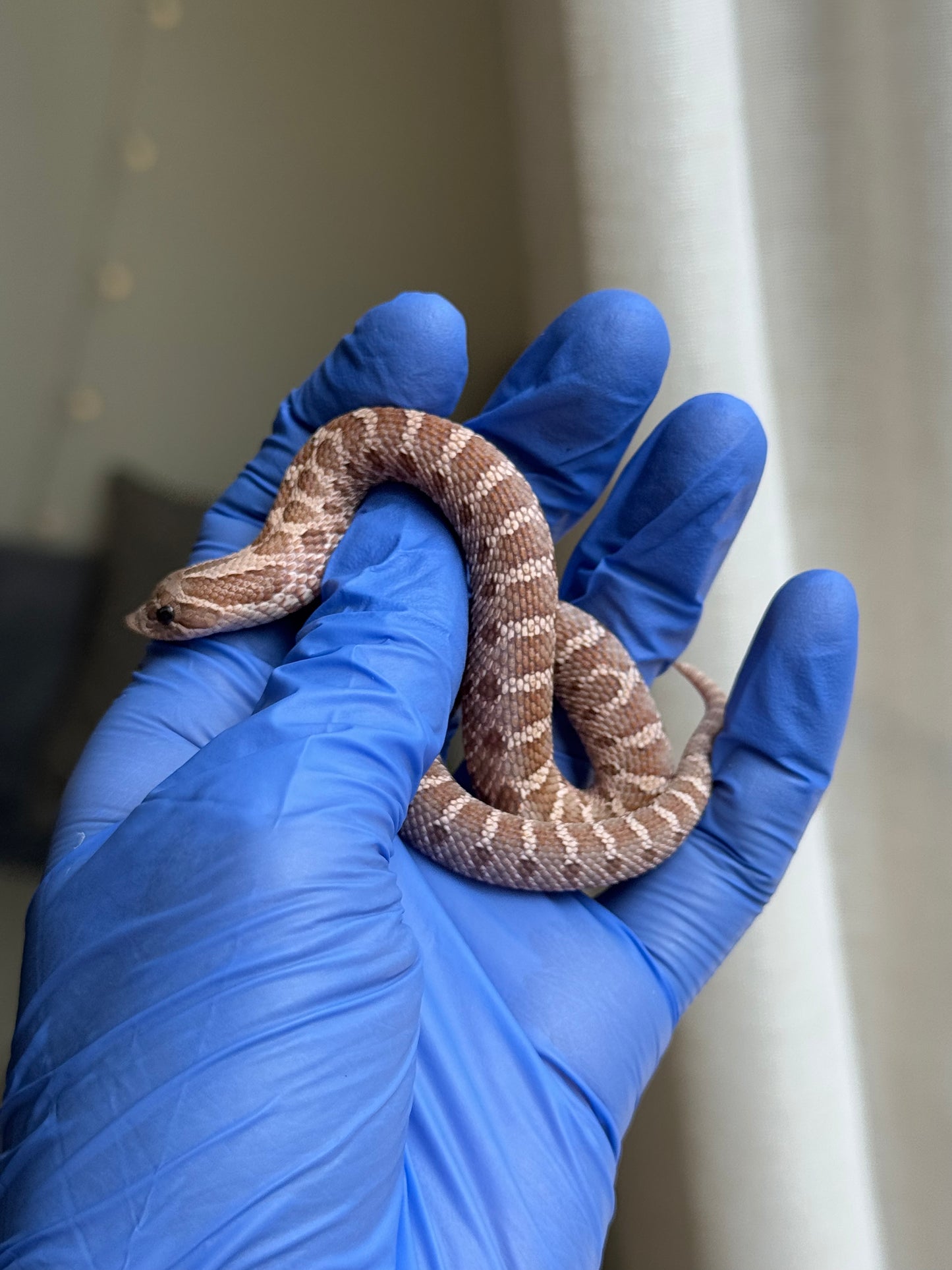 2025 紫紅沃瑪薰衣草 ♀ (H25253)