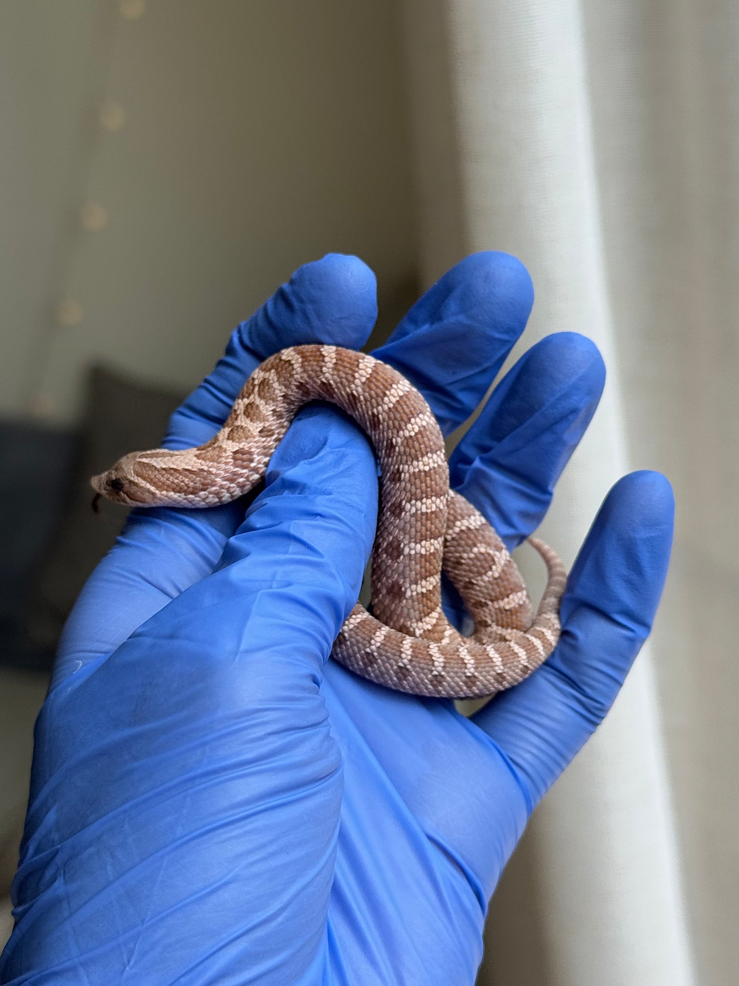 2025 紫紅沃瑪薰衣草 ♀ (H25253)
