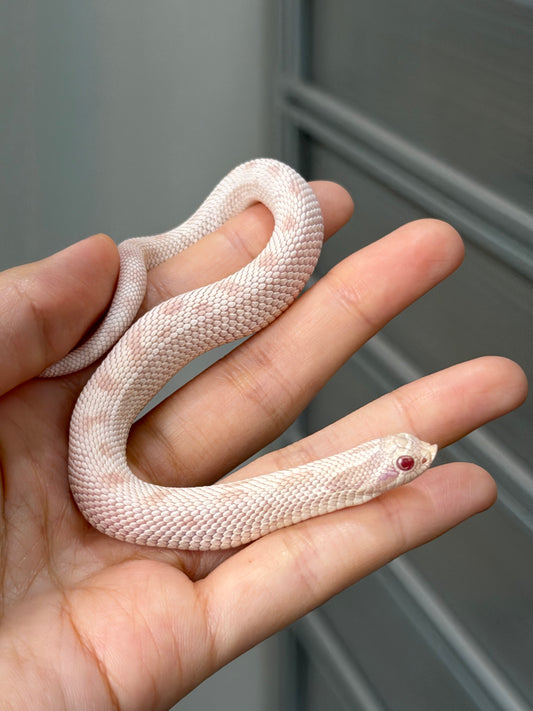 *競標* 2025 雪白康達 ♂ (H25161)