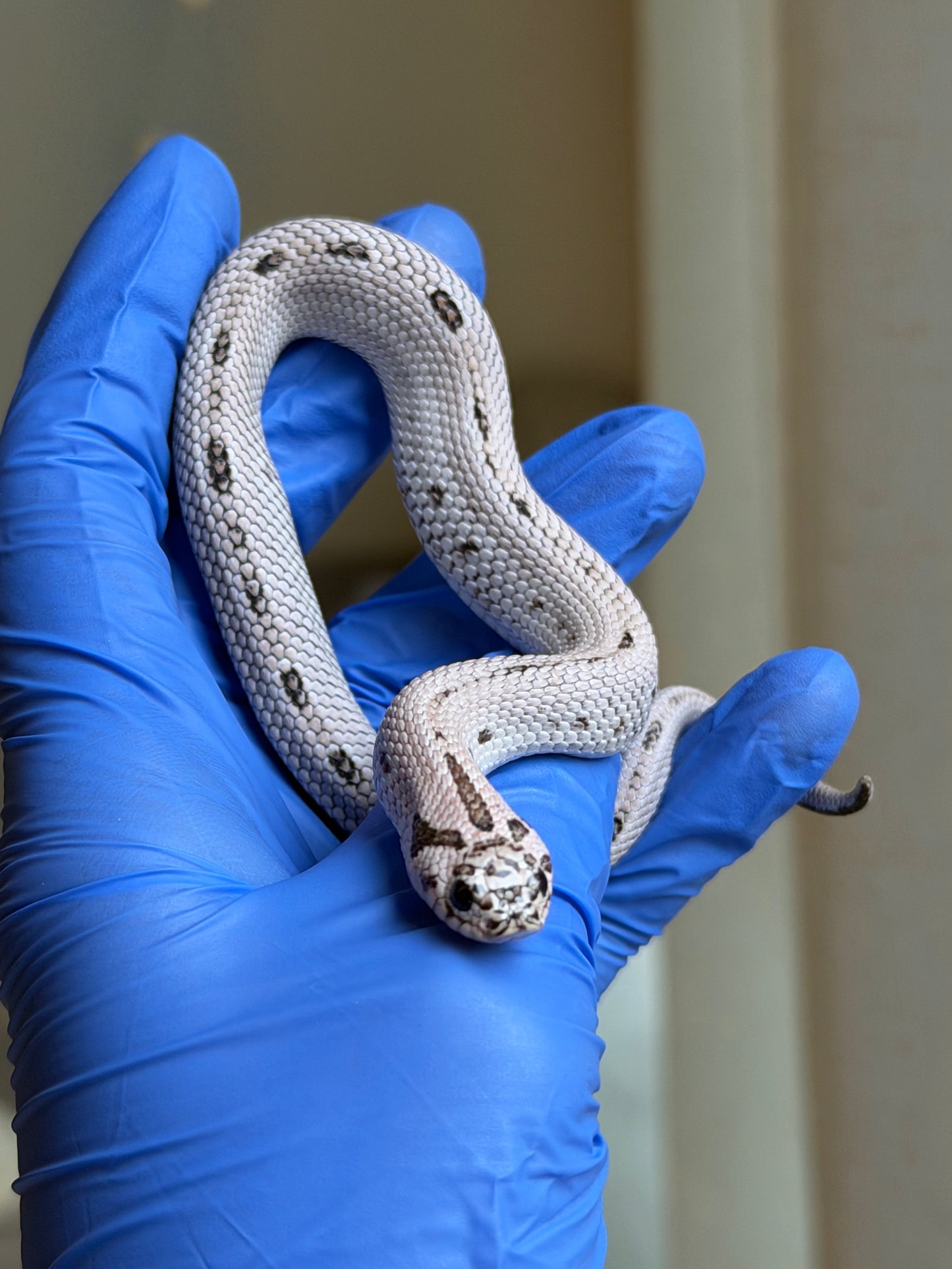 2025 超級北極康達50%ph薰衣草 ♀ (H25310)