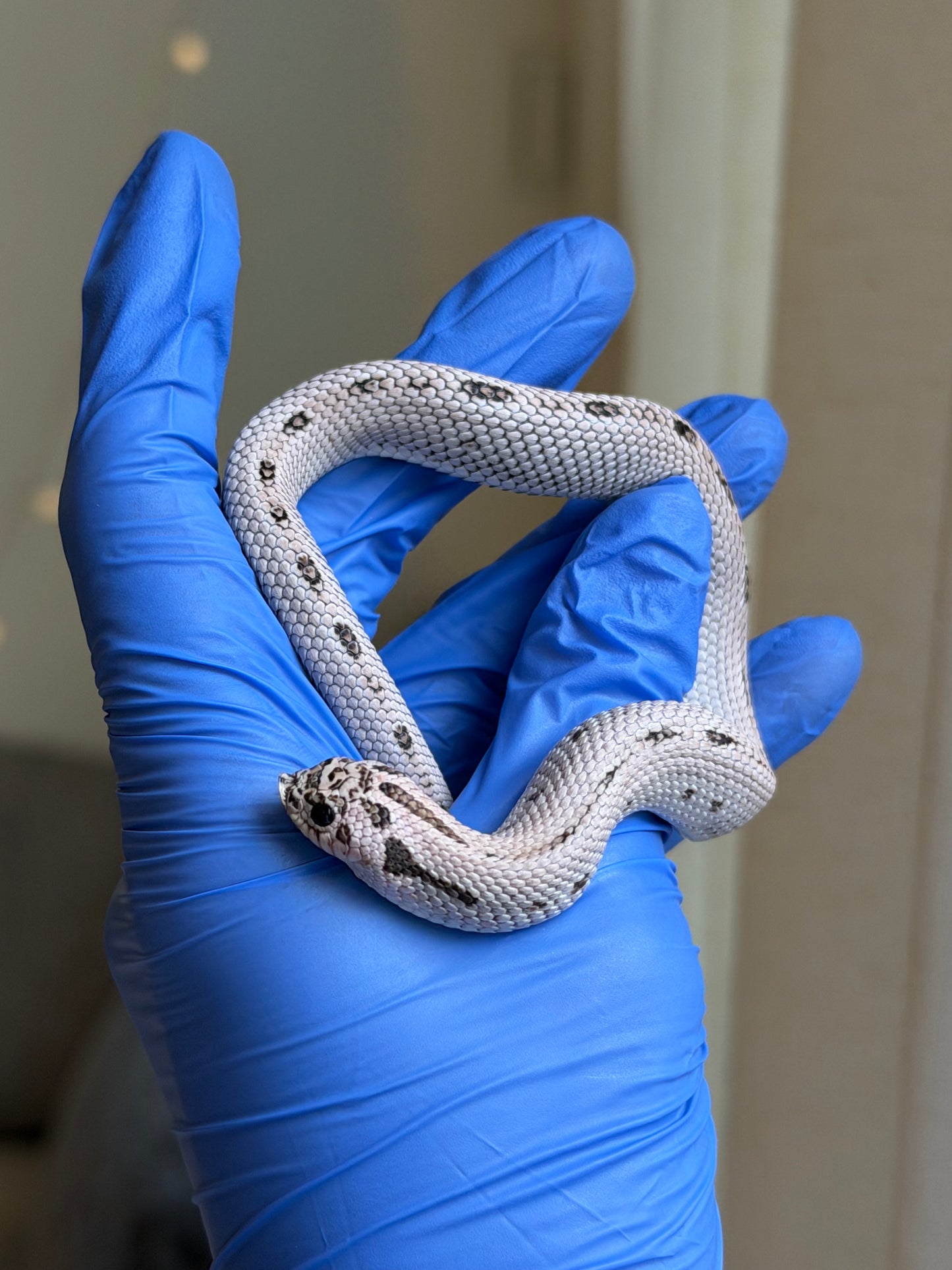 2025 超級北極康達50%ph薰衣草 ♀ (H25310)