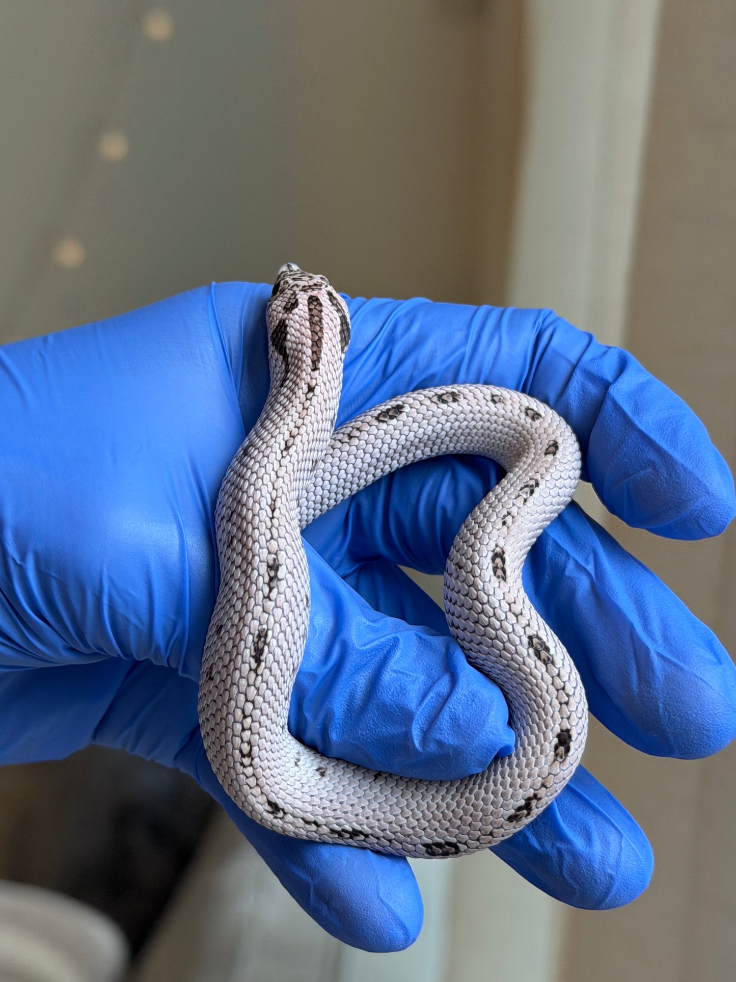 2025 超級北極康達50%ph薰衣草 ♀ (H25310)