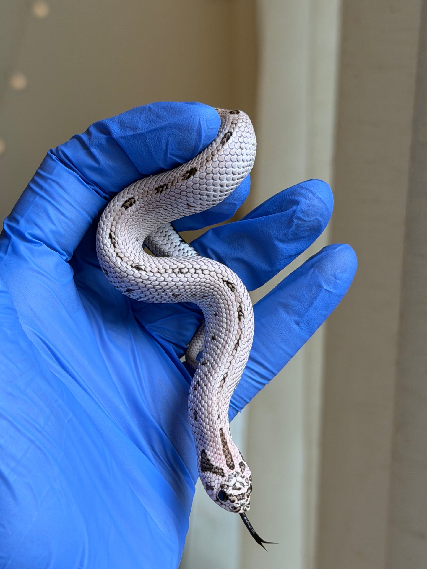 2025 超級北極康達50%ph薰衣草 ♀ (H25310)