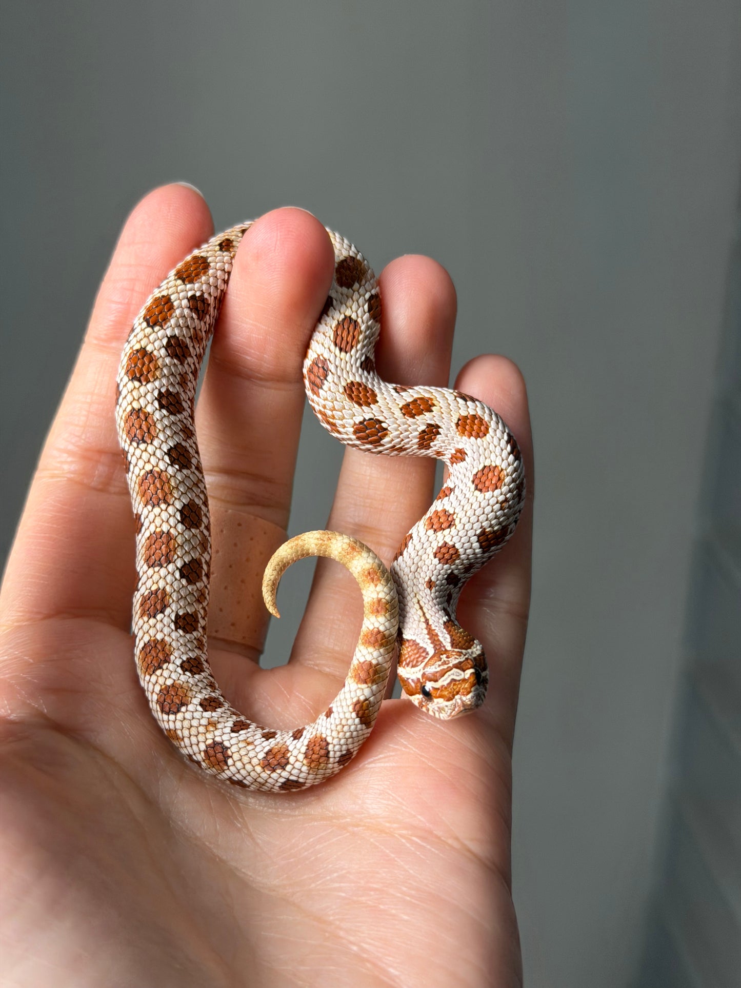 康達66%ph巧克力66%ph白化, 50%彩色爆風血系