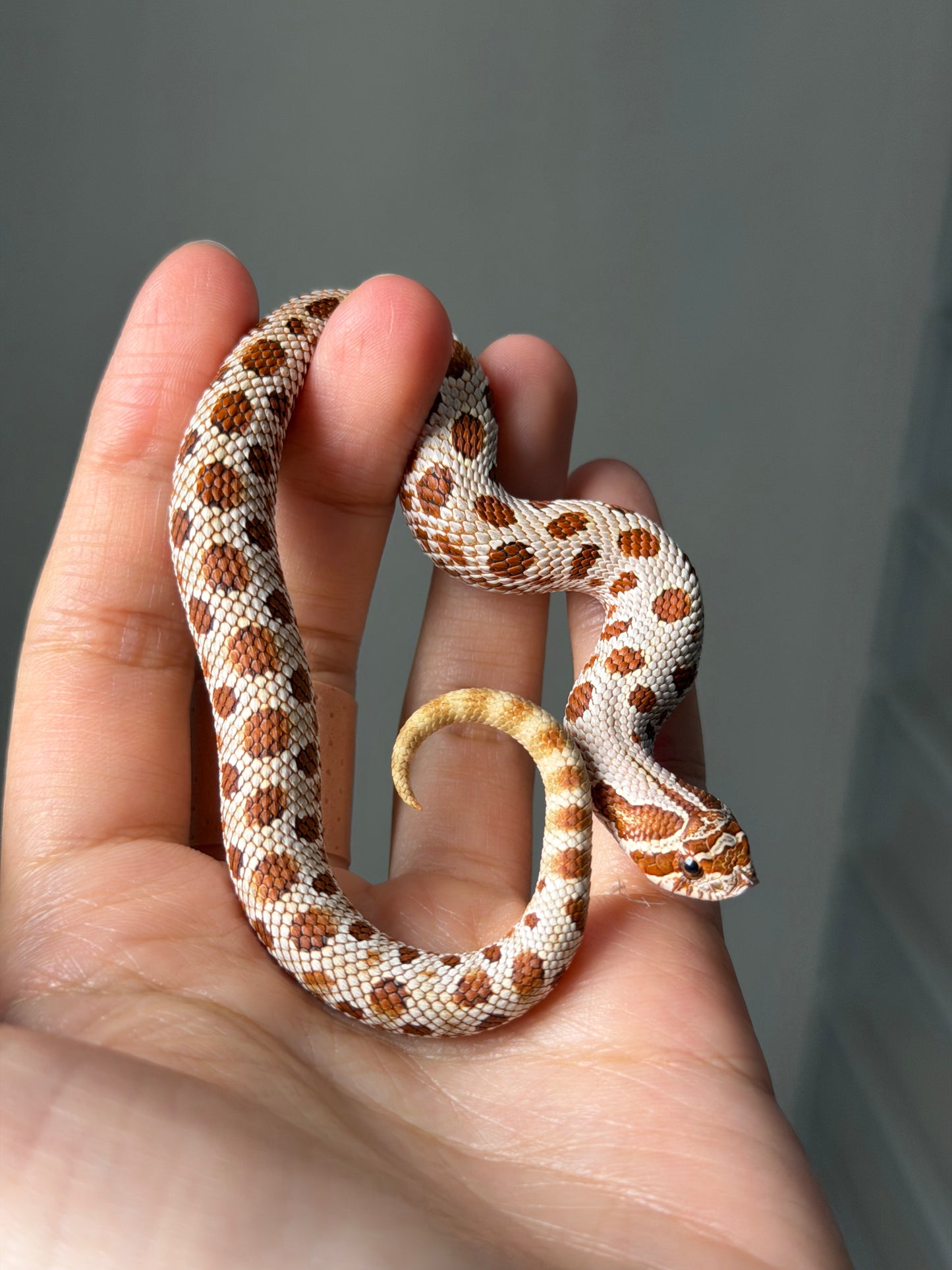 康達66%ph巧克力66%ph白化, 50%彩色爆風血系