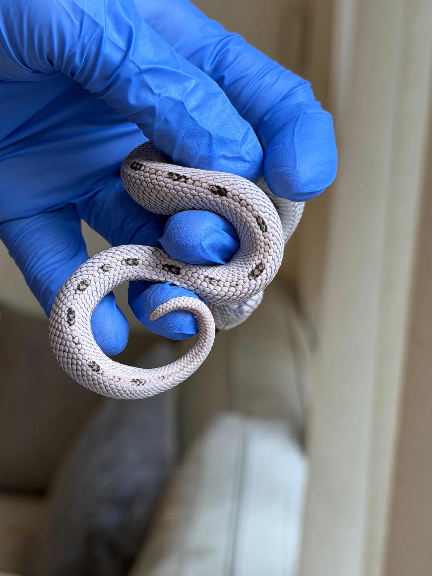 2025 超級北極康達50%ph薰衣草 ♀ (H25310)