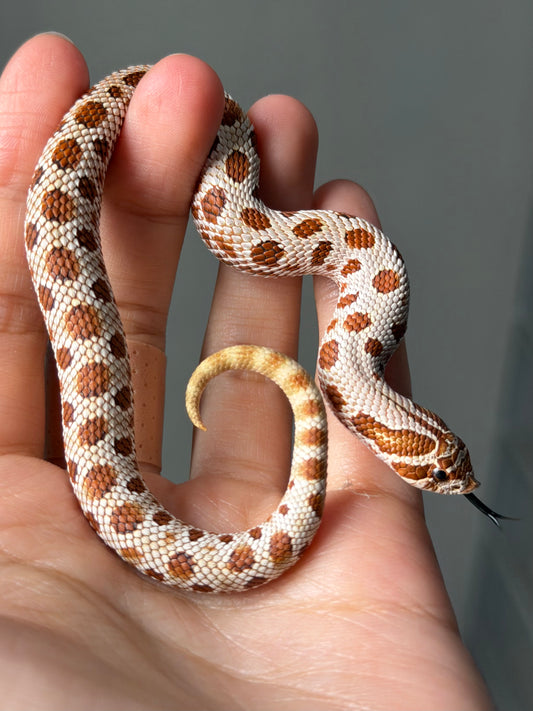 康達66%ph巧克力66%ph白化, 50%彩色爆風血系