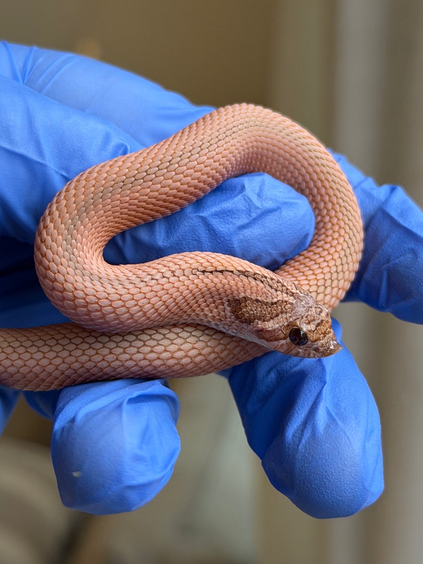 2025 RBE淡彩北極邁泰超級康達 ♂ (H25170)