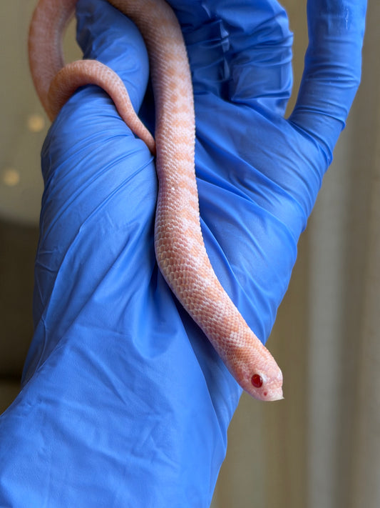 超級北極太陽爆炸