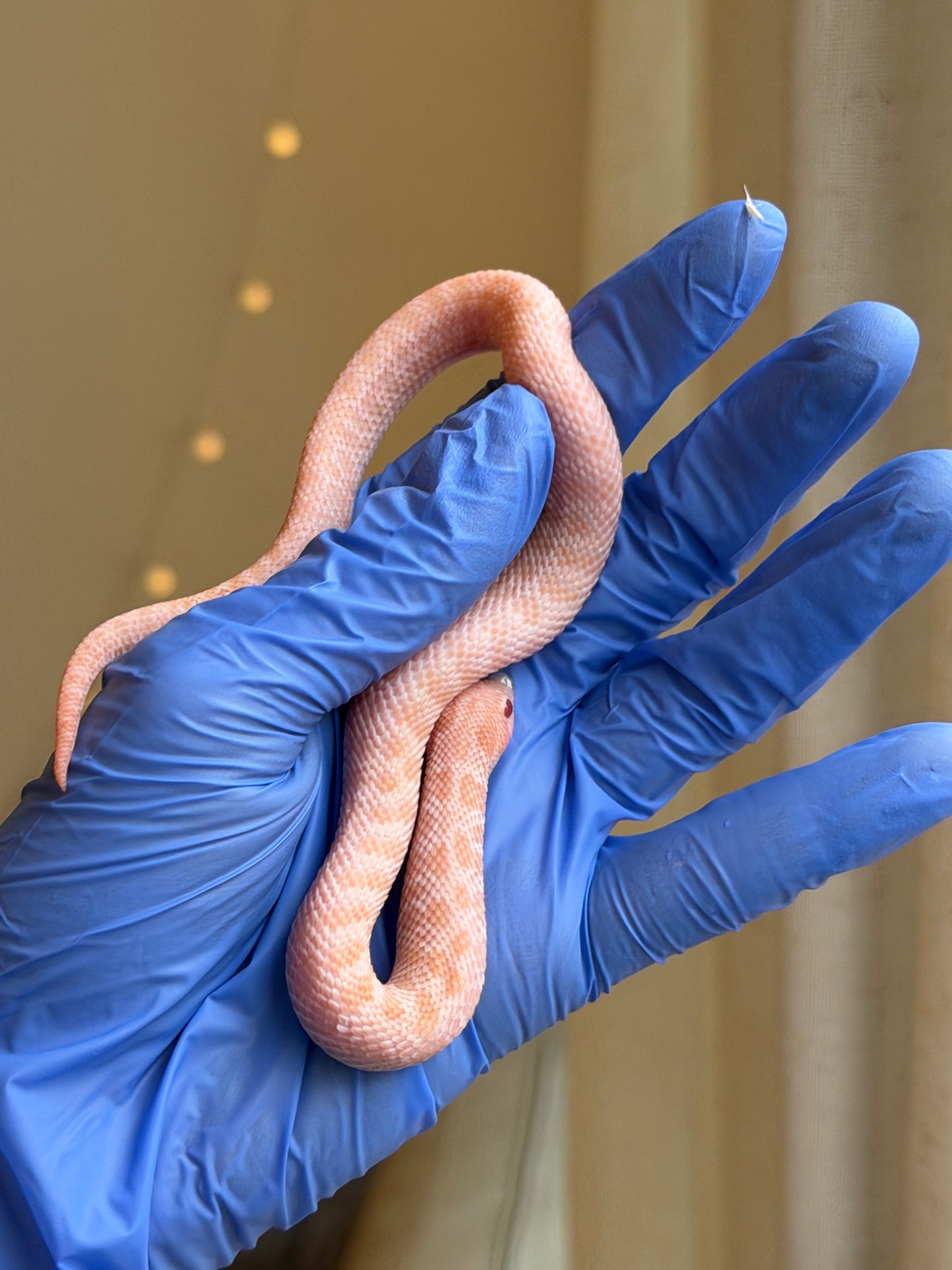 2025 超級北極太陽爆炸 ♀ (H25186)