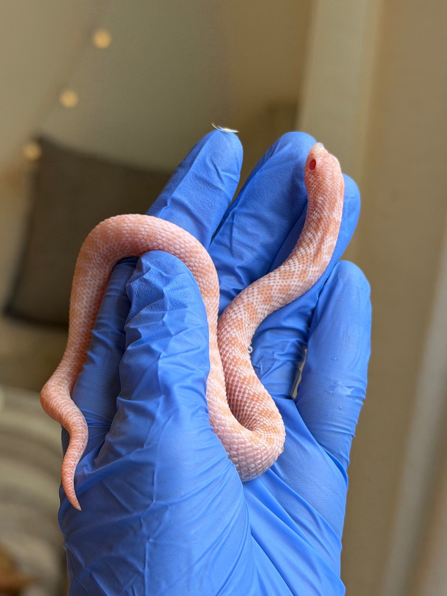 2025 超級北極太陽爆炸 ♀ (H25186)