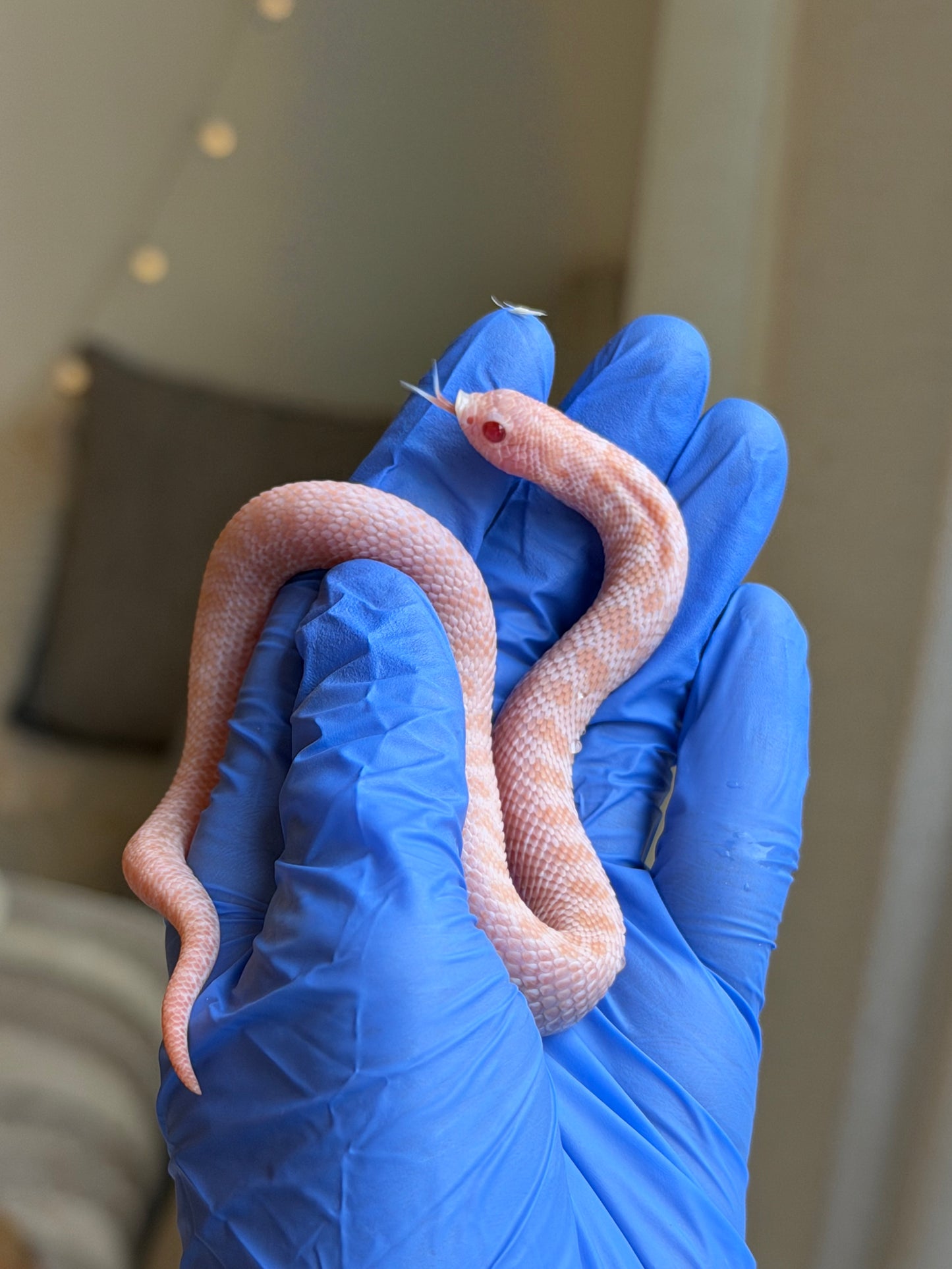 2025 超級北極太陽爆炸 ♀ (H25186)