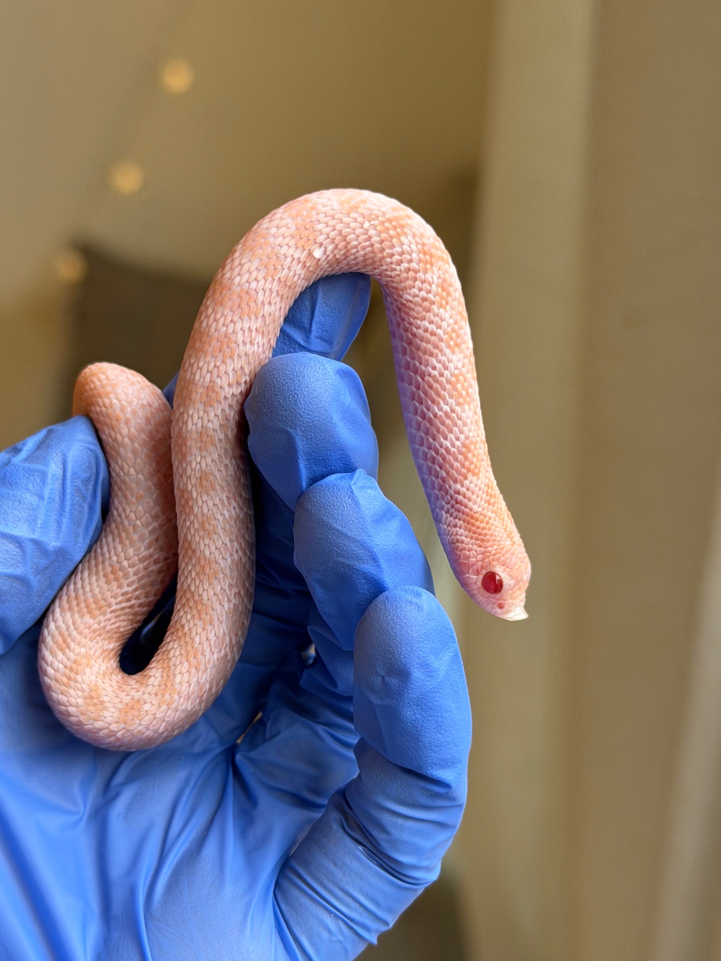 2025 超級北極太陽爆炸 ♀ (H25186)