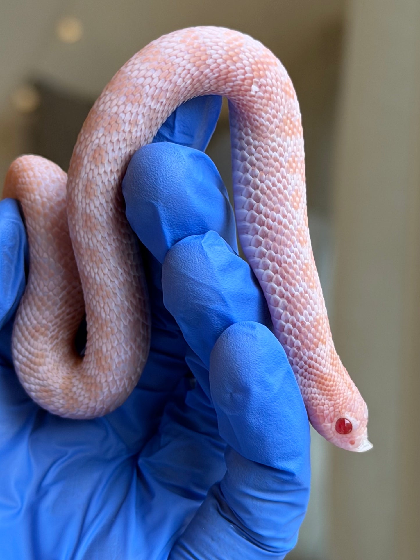 2025 超級北極太陽爆炸 ♀ (H25186)