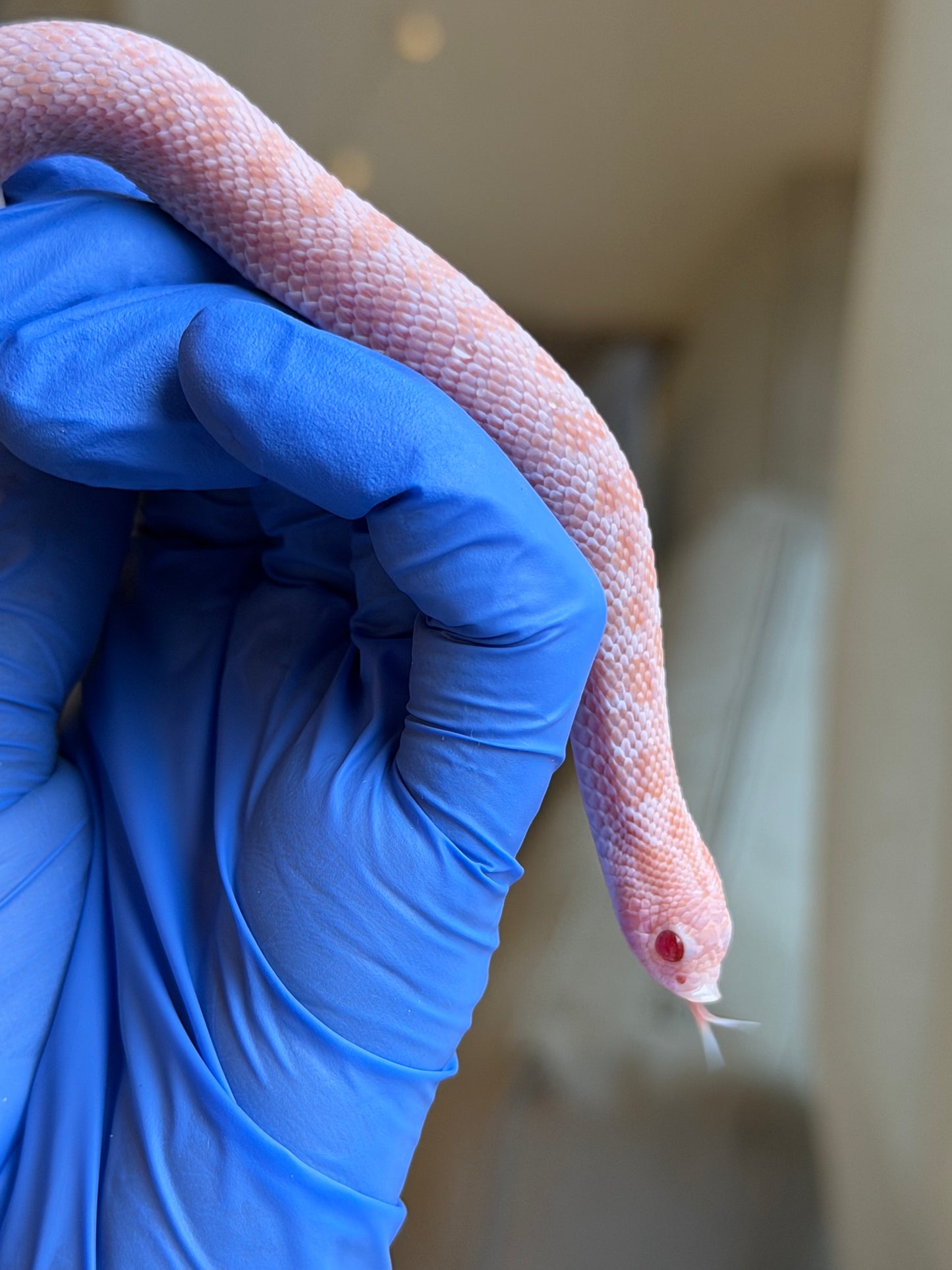 2025 超級北極太陽爆炸 ♀ (H25186)