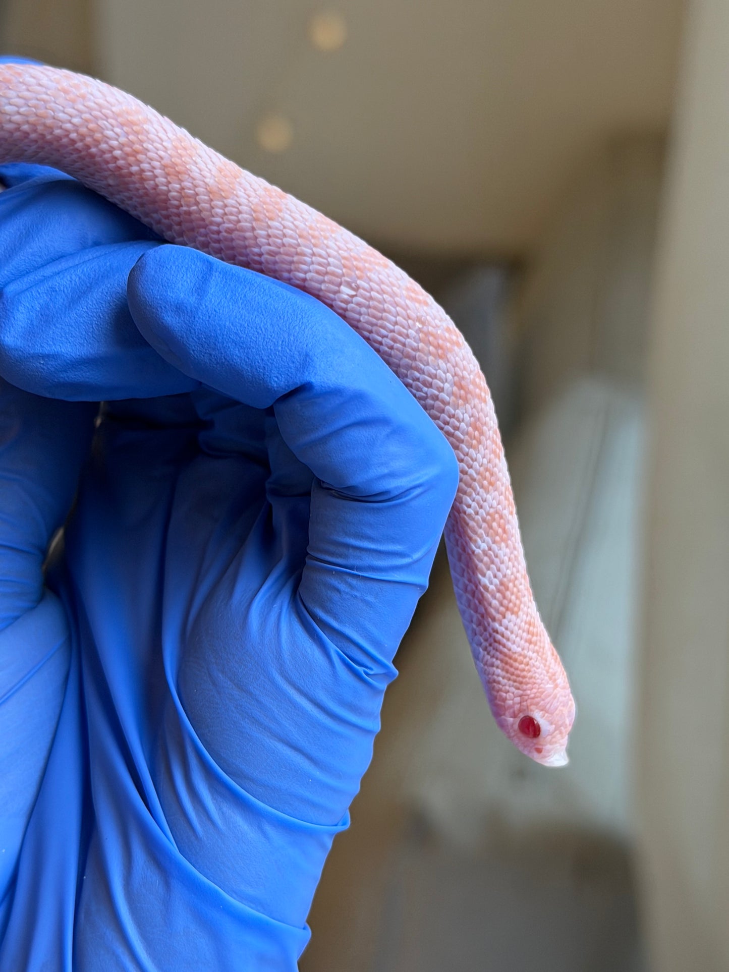 2025 超級北極太陽爆炸 ♀ (H25186)