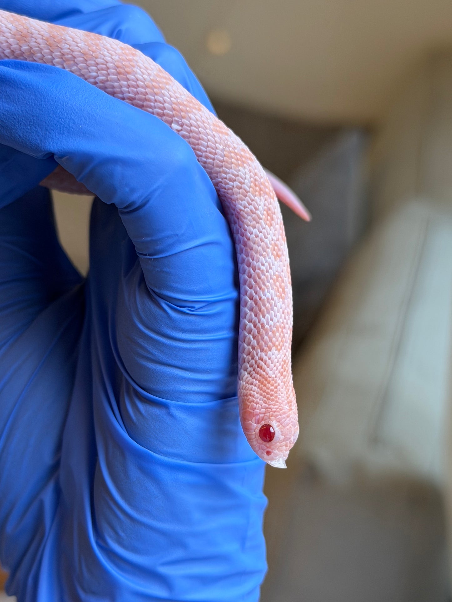 2025 超級北極太陽爆炸 ♀ (H25186)