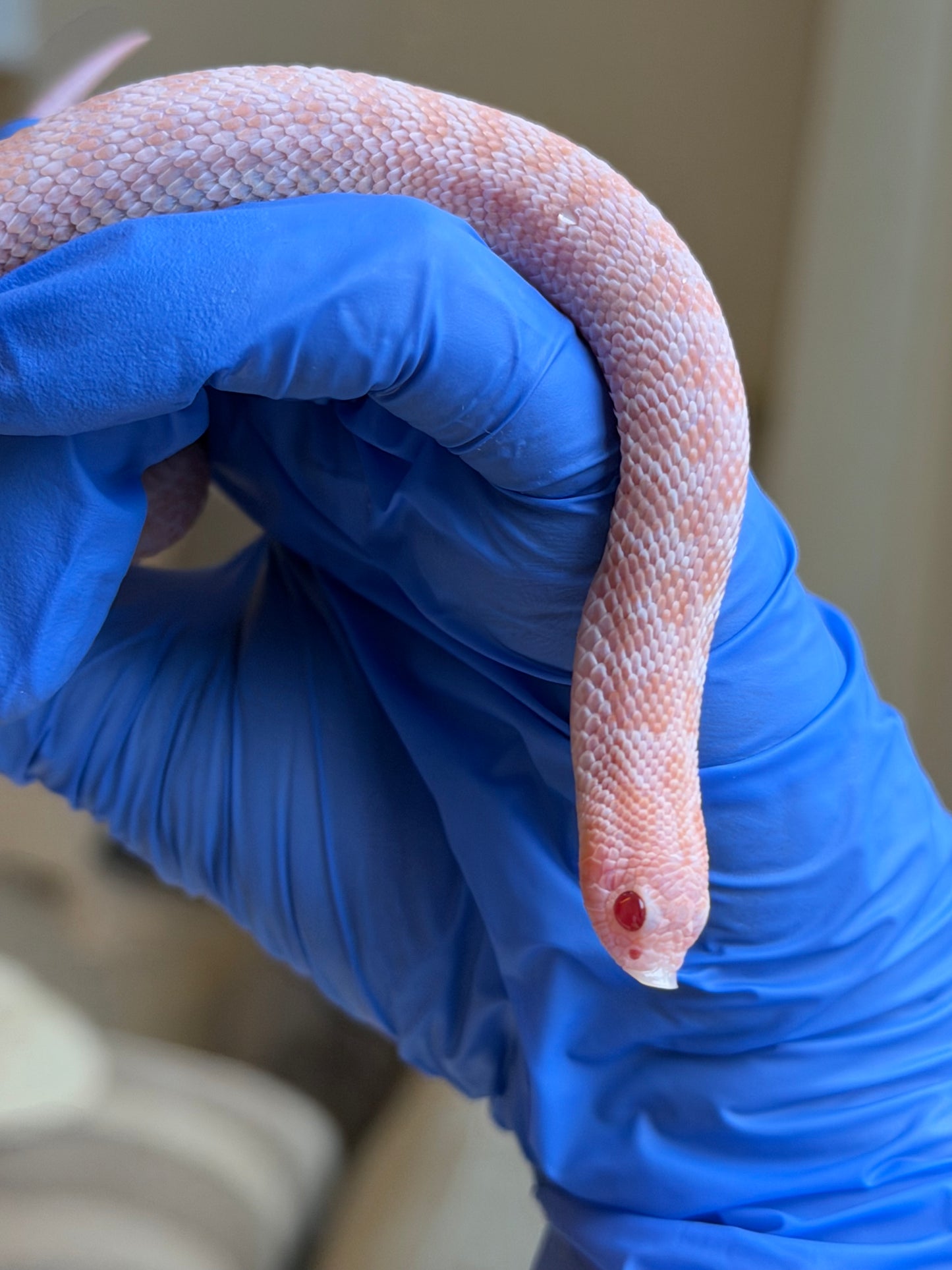 2025 超級北極太陽爆炸 ♀ (H25186)