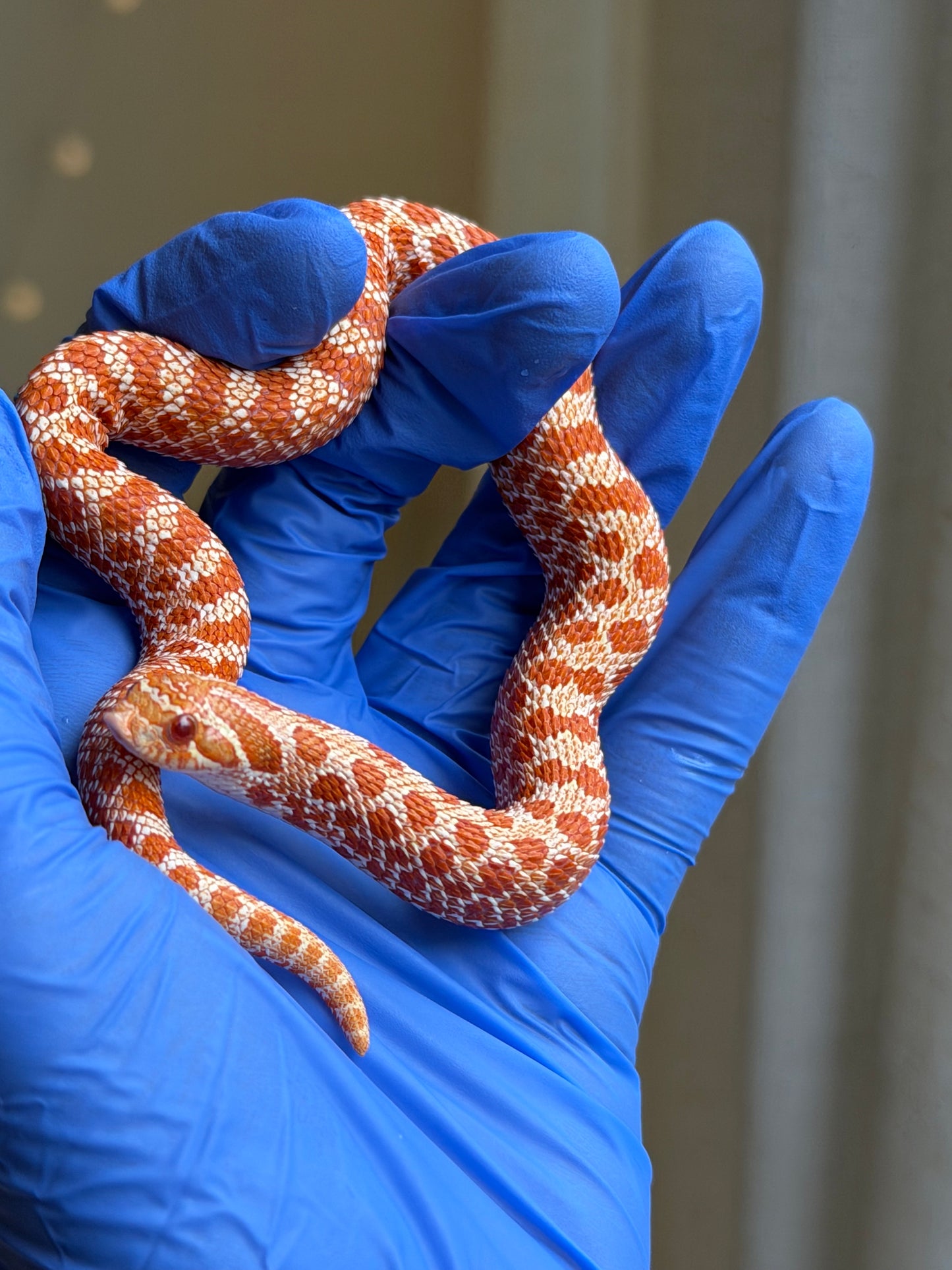 2025 極端紅白化Het珊瑚 ♀ (H25228)