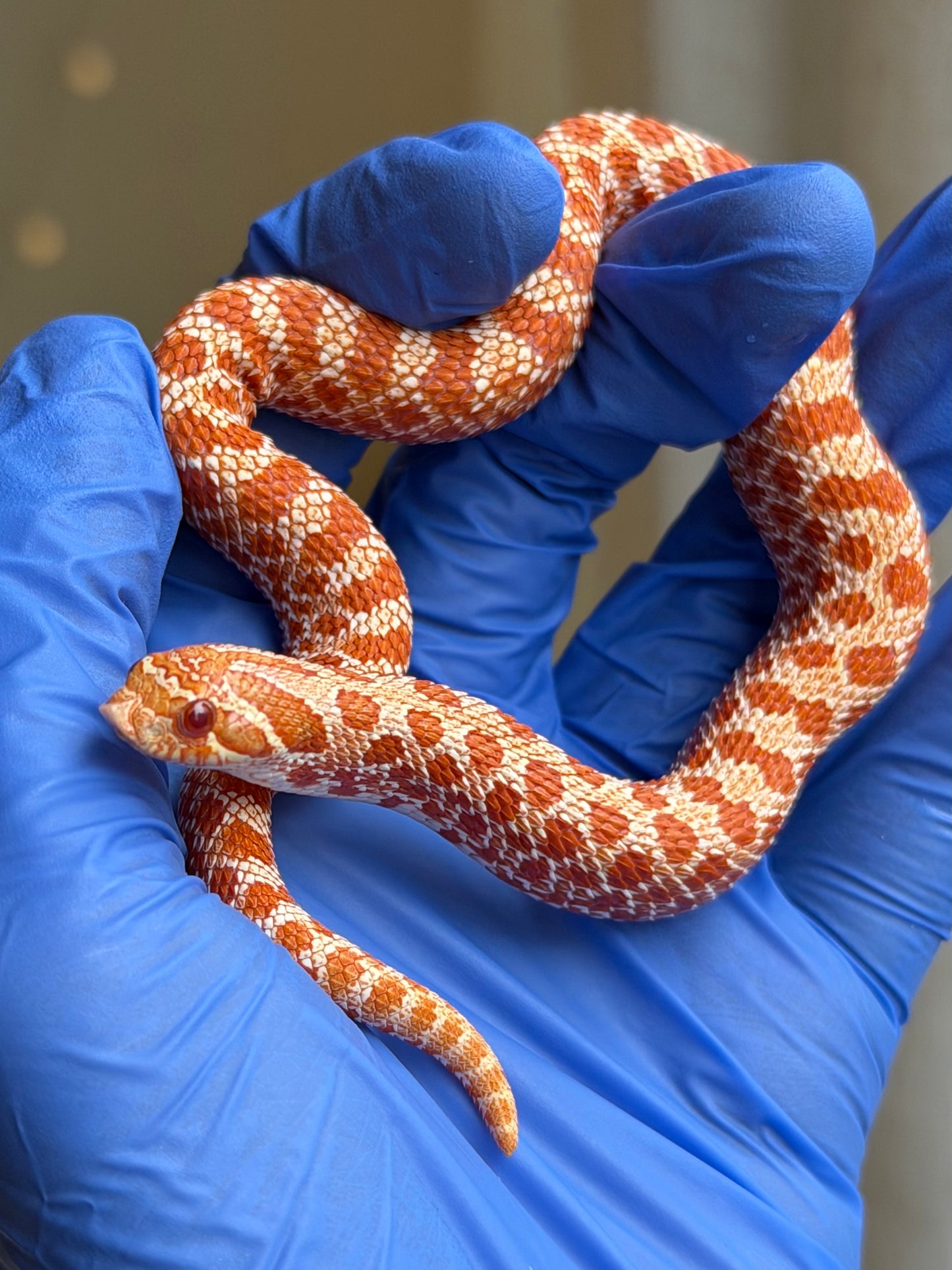 2025 極端紅白化Het珊瑚 ♀ (H25228)