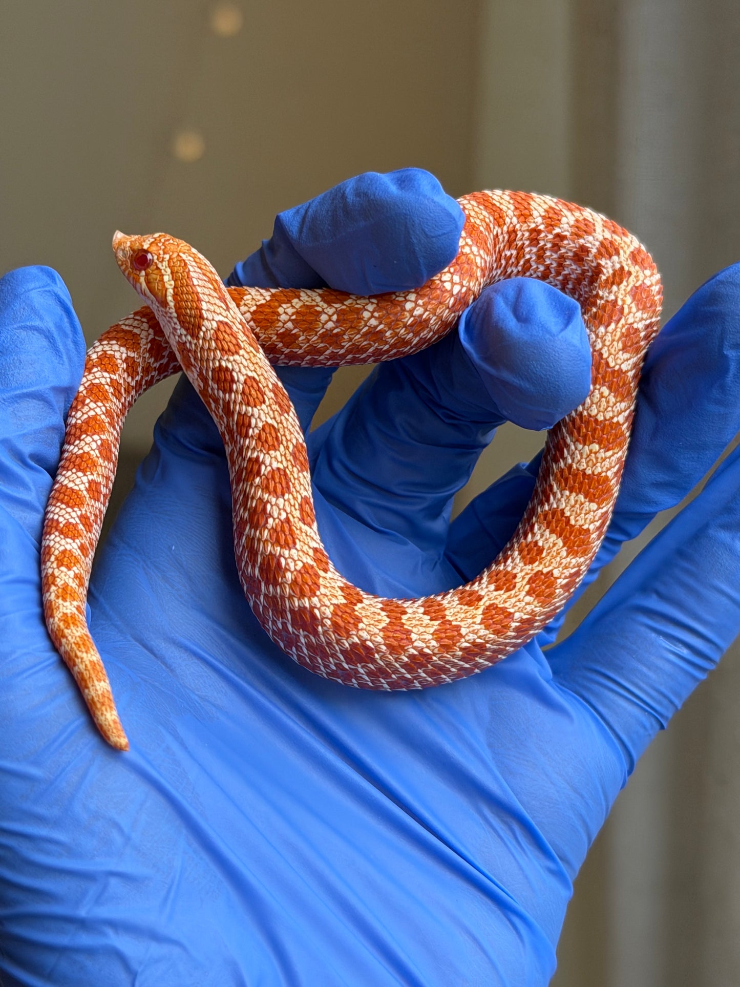 2025 極端紅白化Het珊瑚 ♀ (H25228)