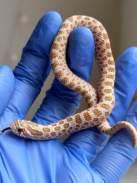 50%交響曲血系北極太妃Het紫貂