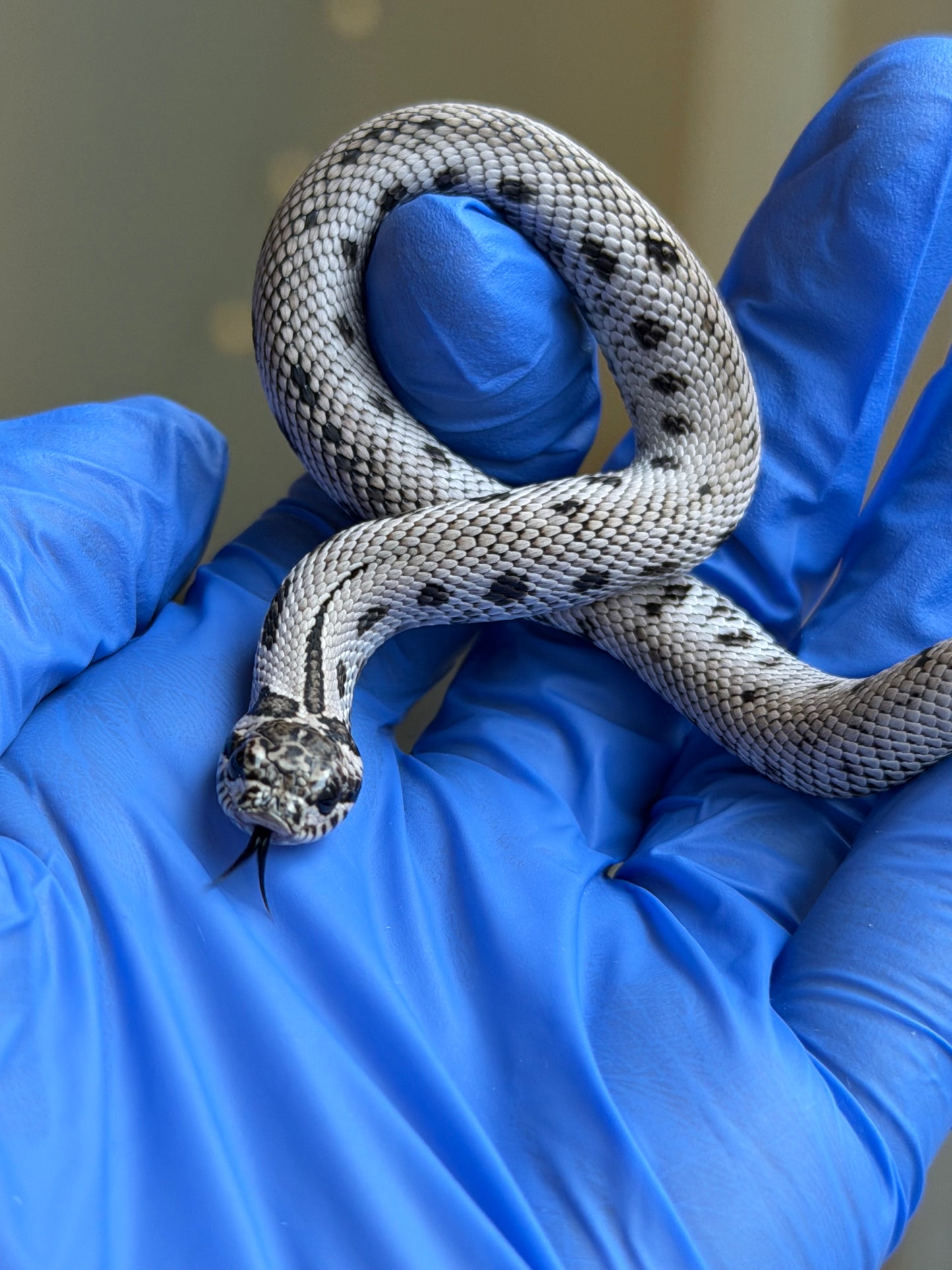 2025 超級北極康達Het薰衣草 ♀ (H25423)