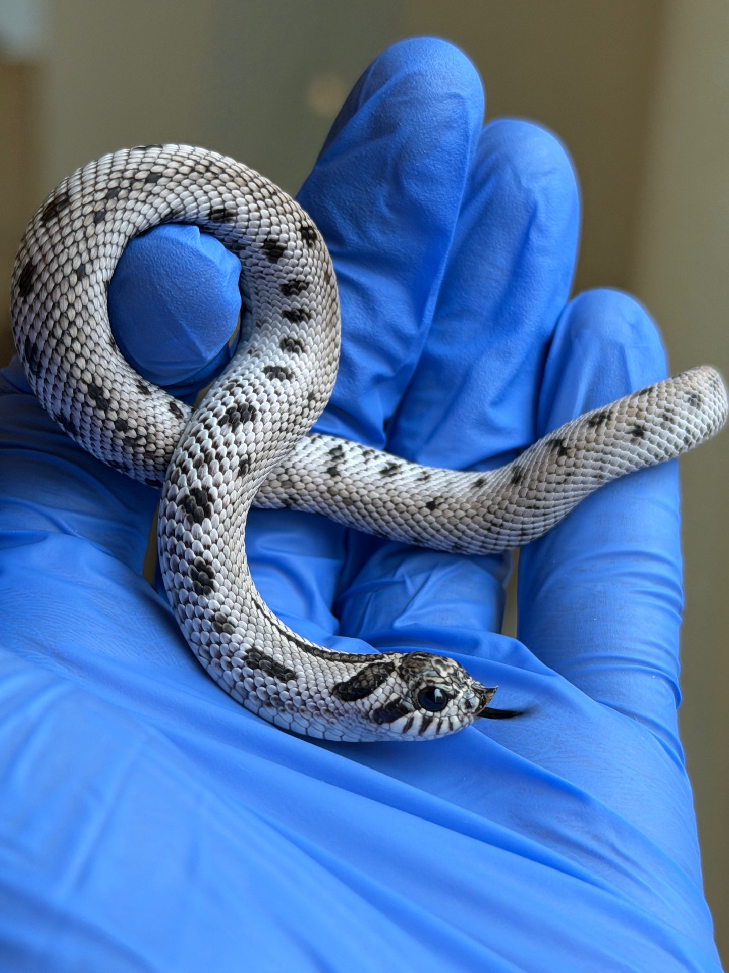 2025 超級北極康達Het薰衣草 ♀ (H25423)