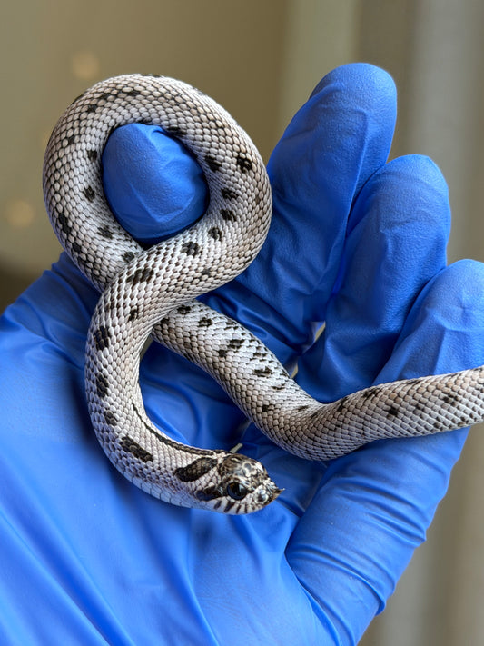 2025 超級北極康達Het薰衣草 ♀ (H25423)