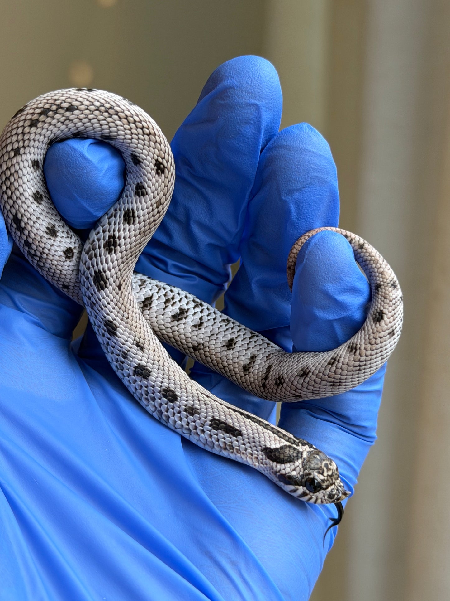 2025 超級北極康達Het薰衣草 ♀ (H25423)