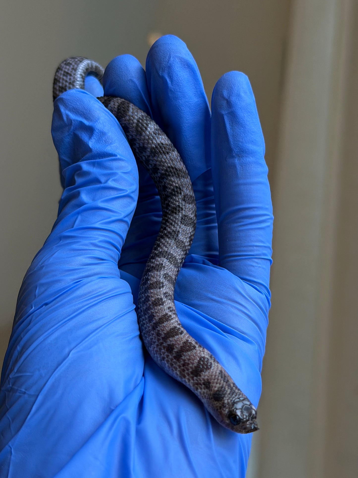 2025 超級北極紫貂66%ph白化 ♂ (H25425)