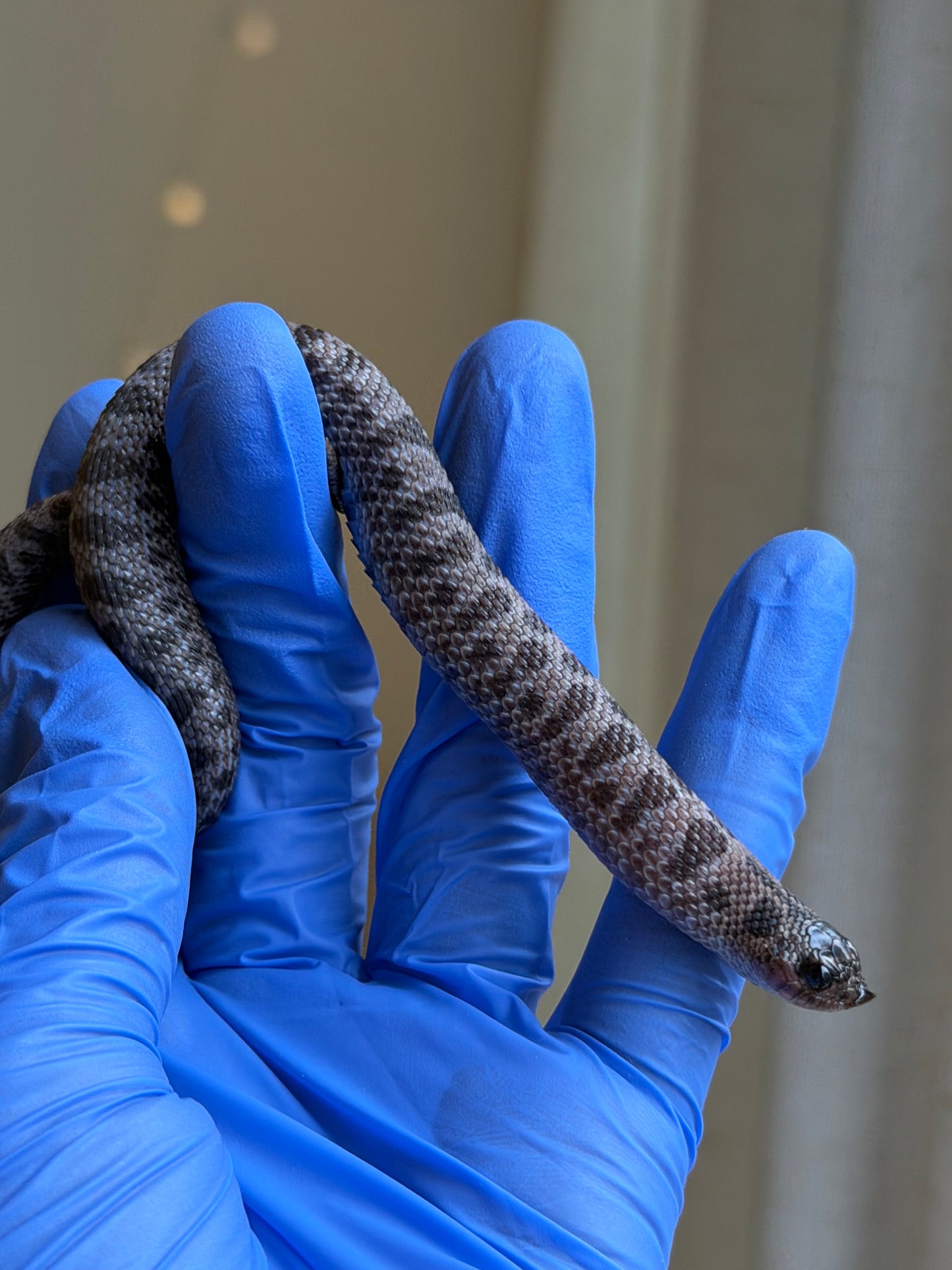 2025 超級北極紫貂66%ph白化 ♂ (H25425)